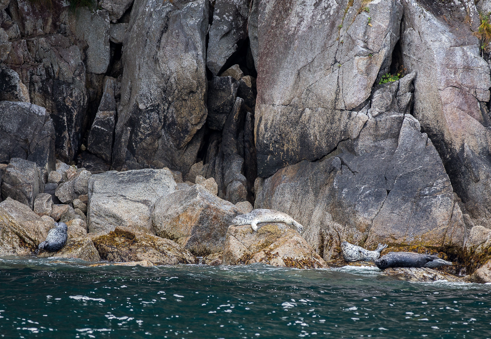 Harbor seal - Knubbsäl