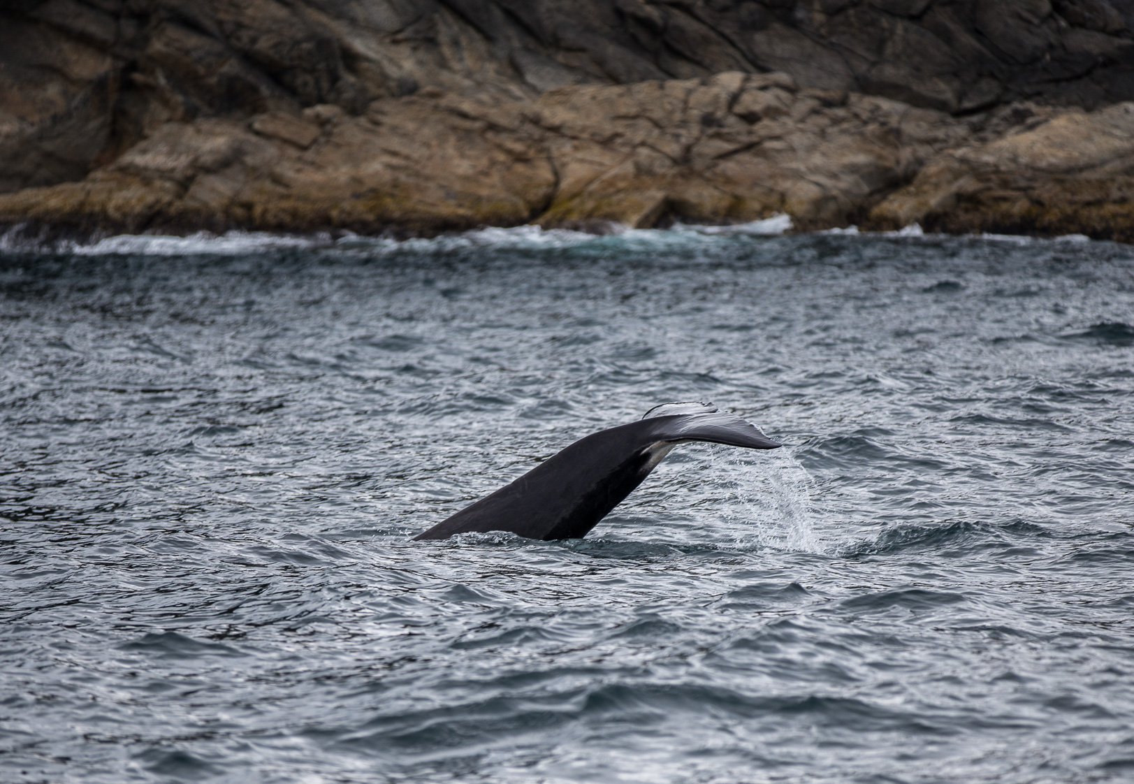 Killer whale - Späckhuggare
