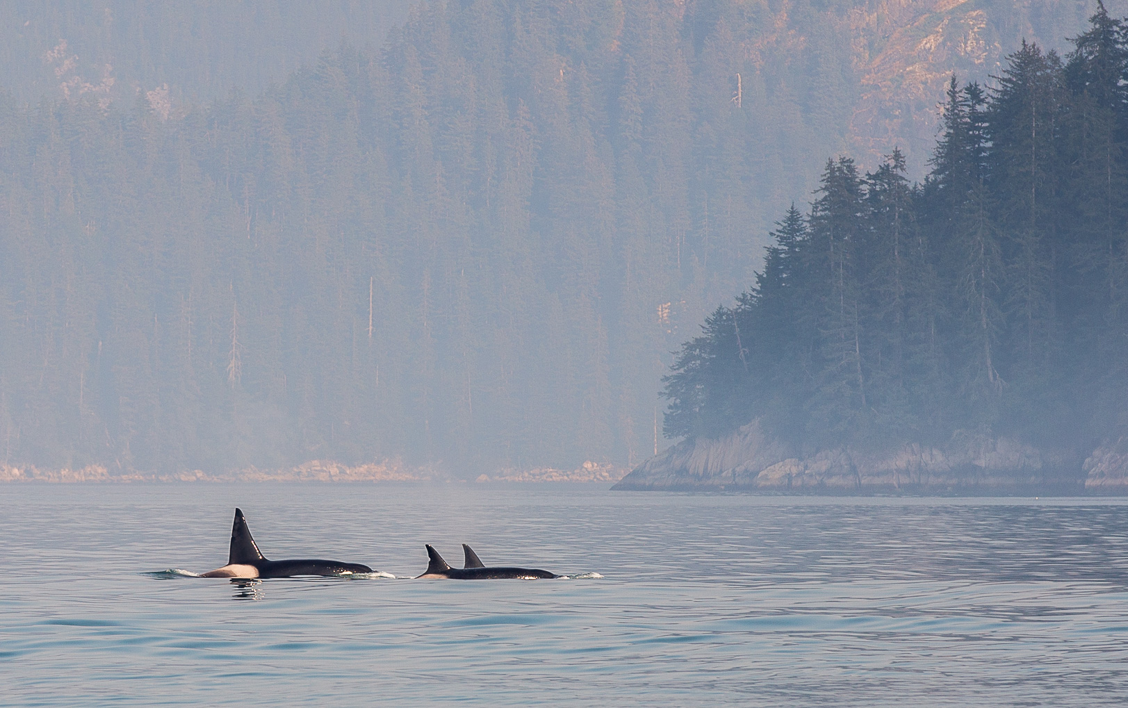 Killer whale - Späckhuggare