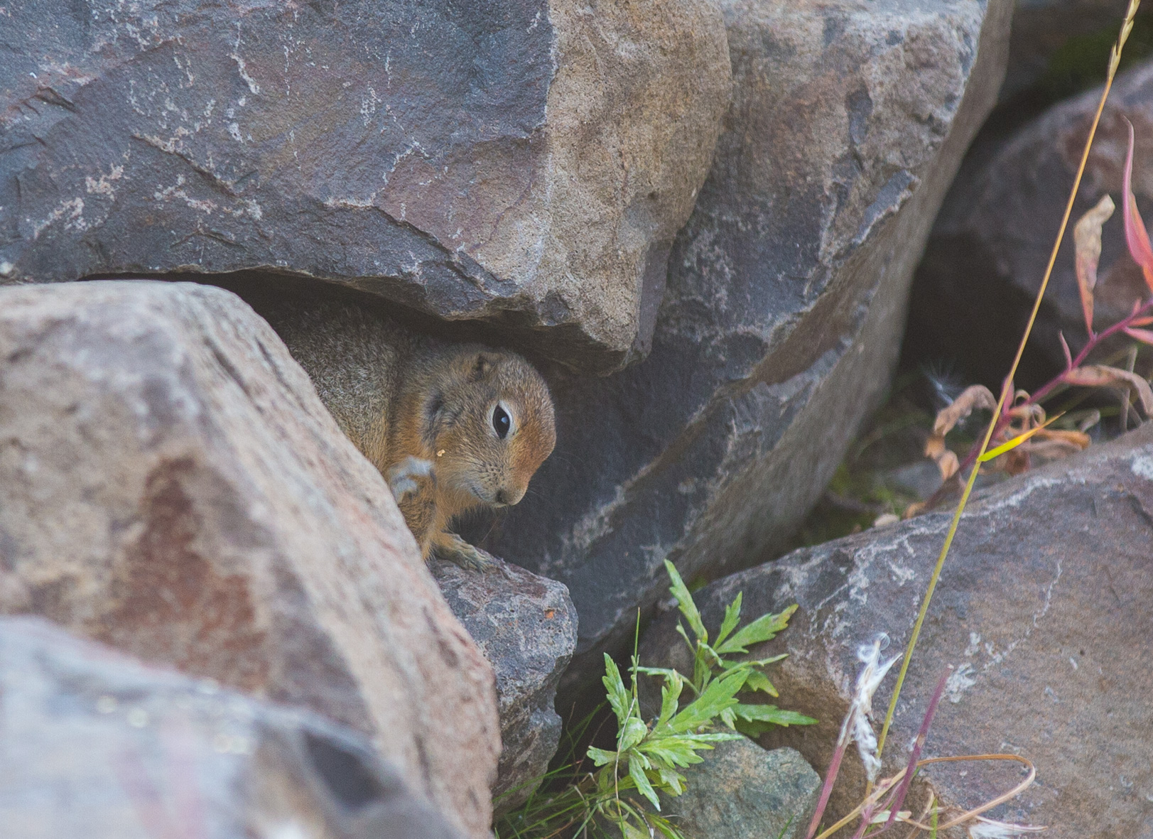 Arctic Ground Squirrel - Arktisk jordekorre (sisel)