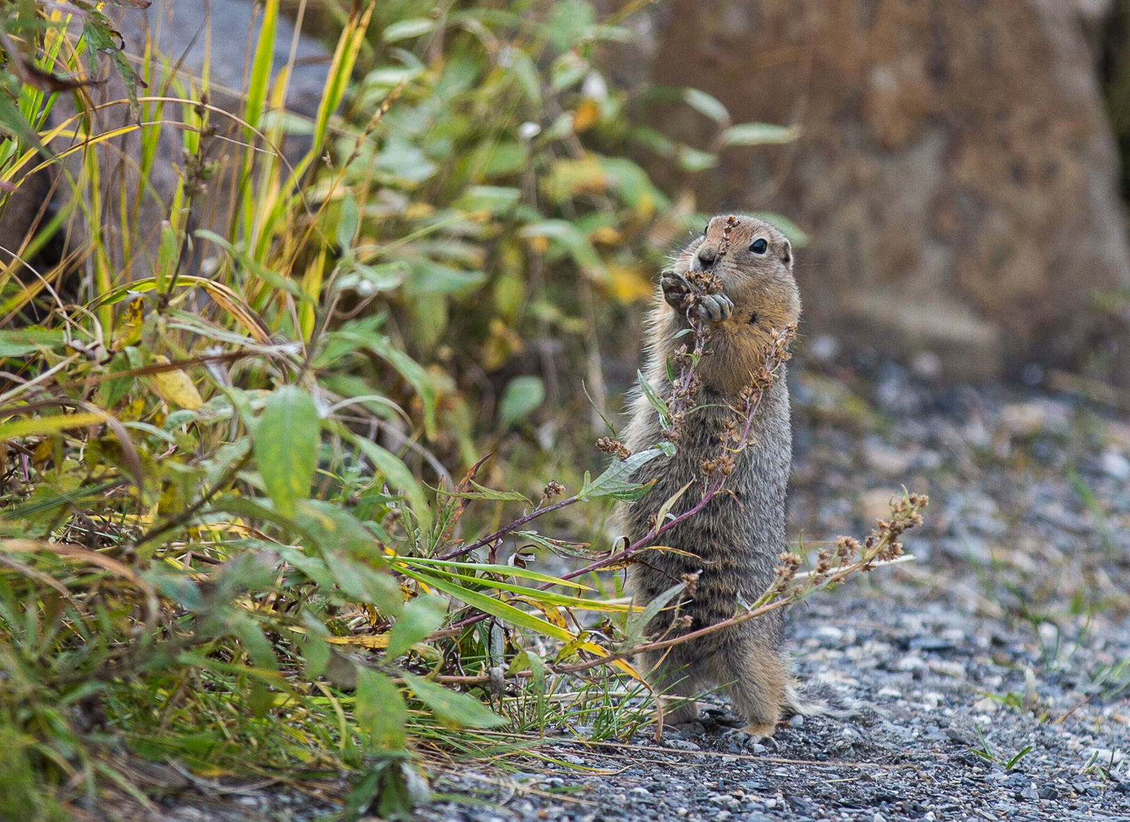 Arctic Ground Squirrel - Arktisk jordekorre (sisel)
