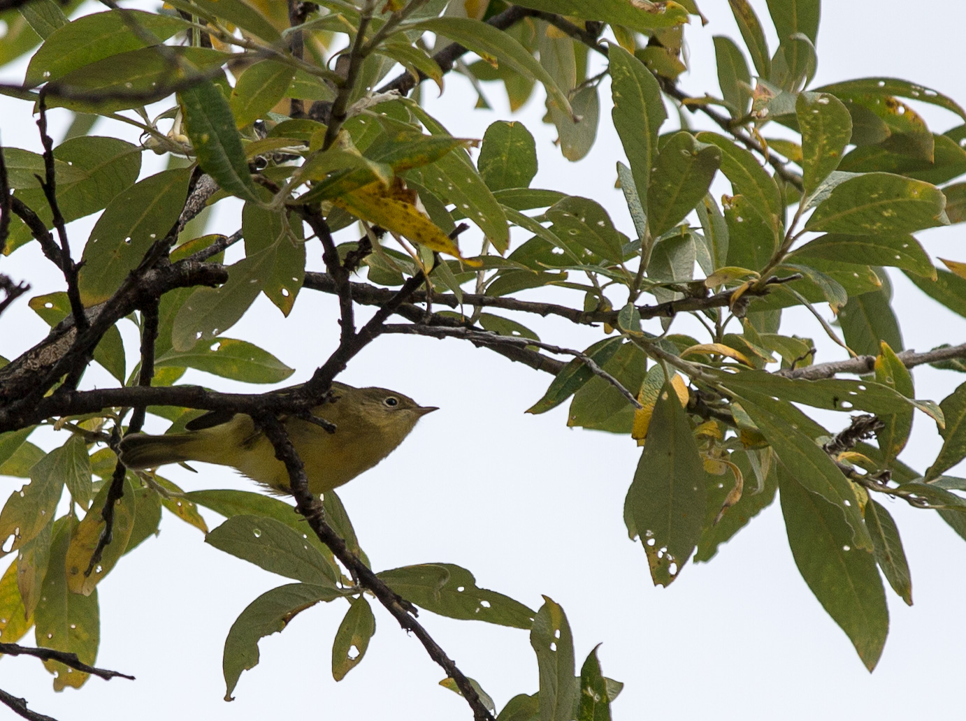 Wilson's warbler - Kapuschongskogssångare