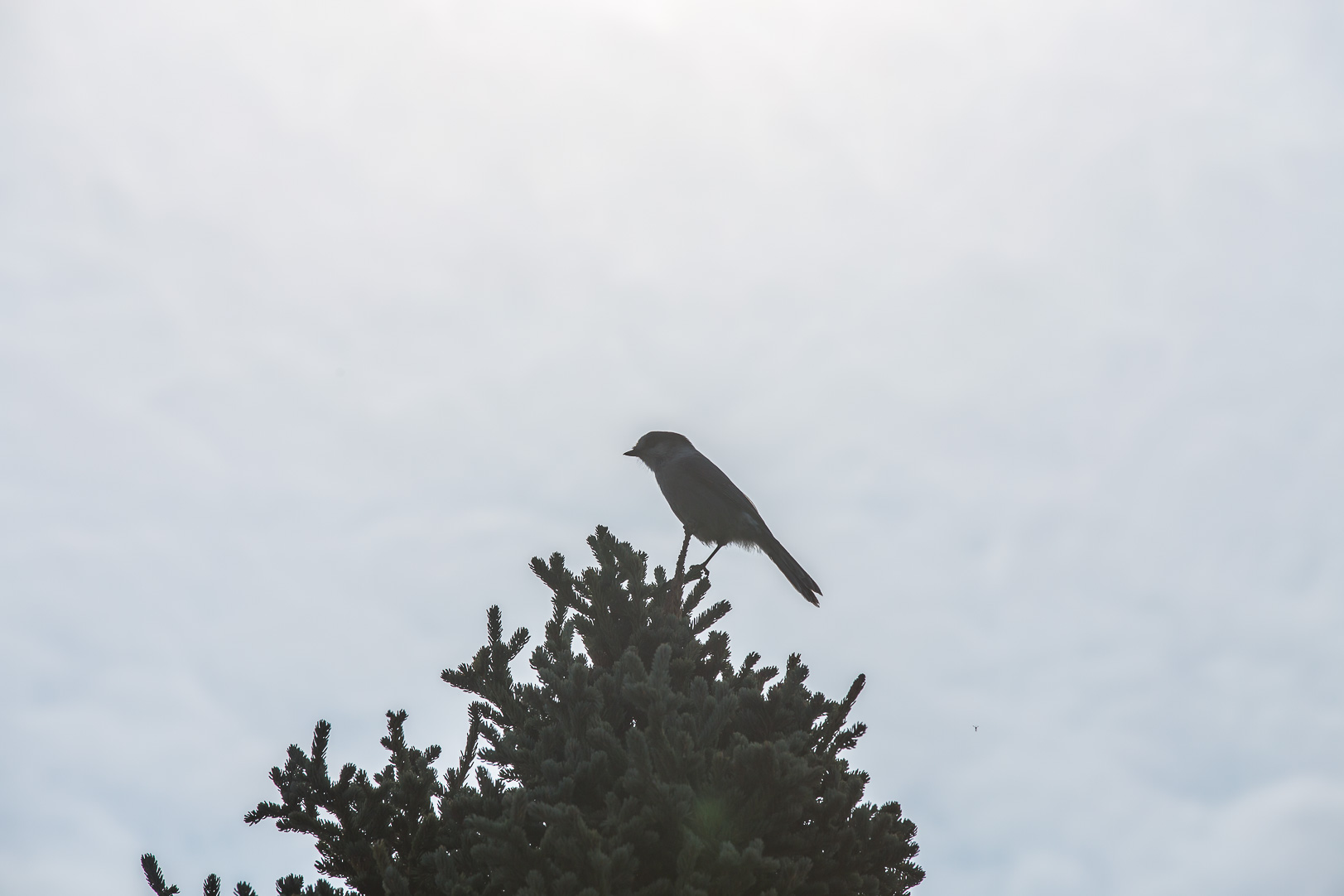 Canada Jay - Grå lavskrika