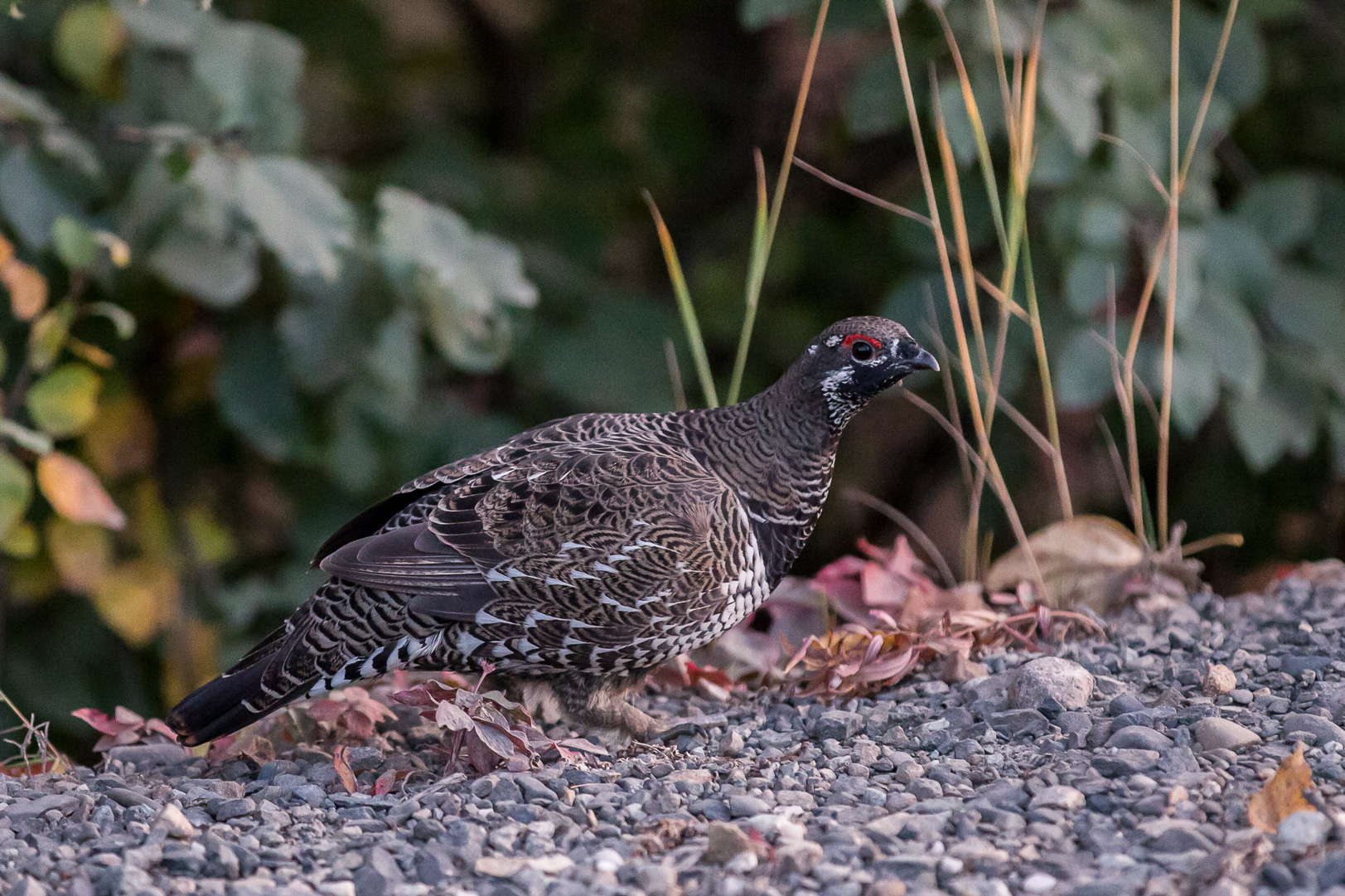 Spruce Grouse - Granjärpe