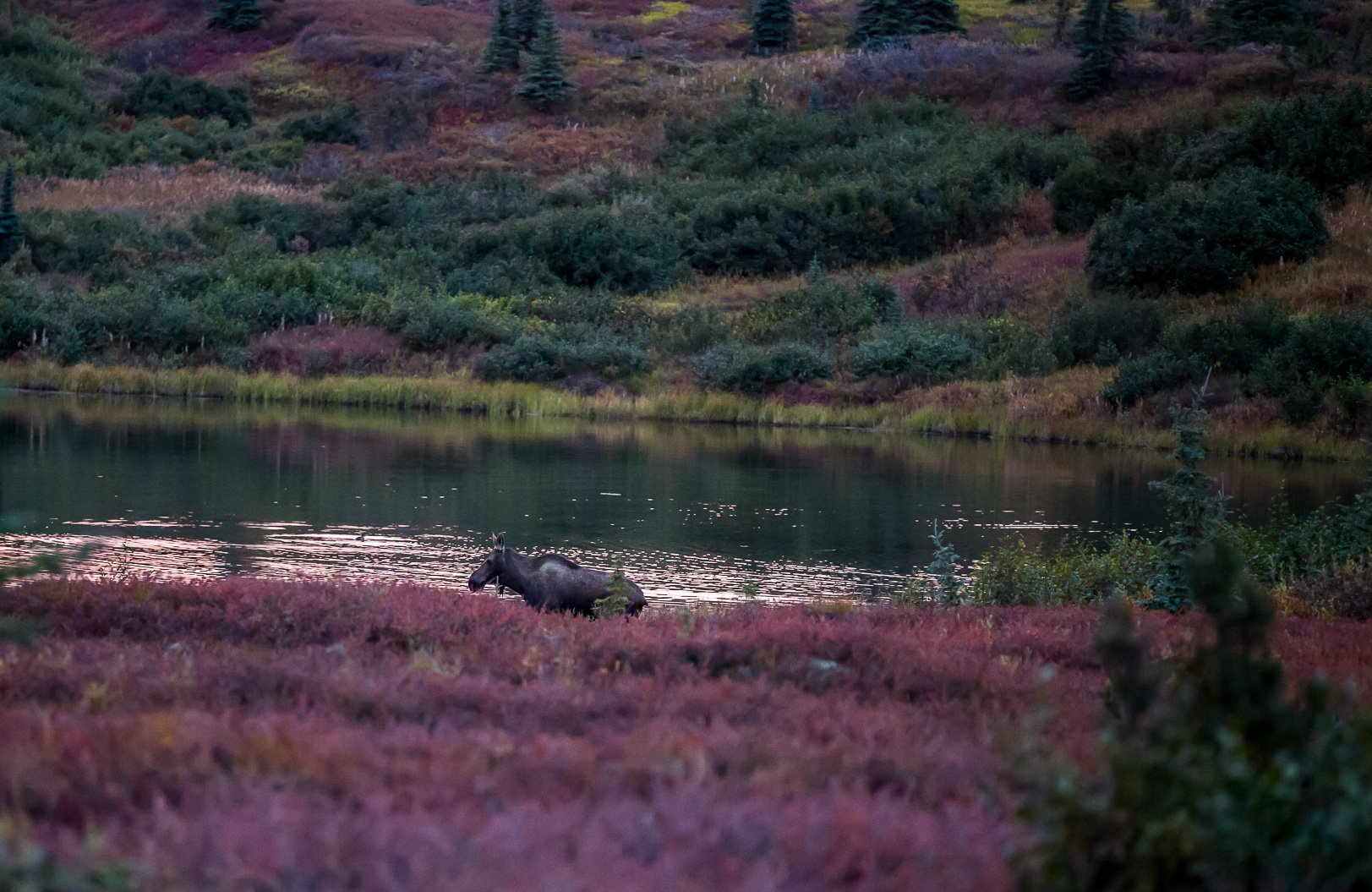 I gryningen får vi se mycket "wildlife" från bussen.   Moose - Alaskaälg