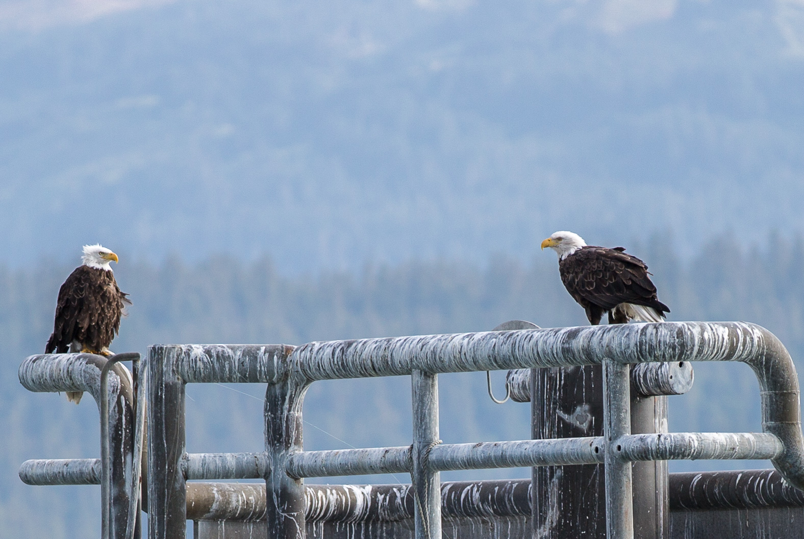 Bald Eagle - Vithövdad havsörn