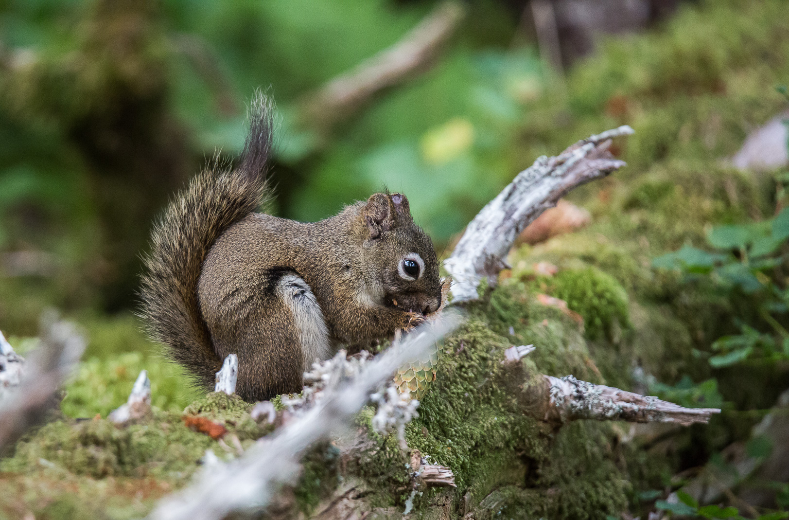 Det finns även tid för en matpaus.     Eastern gray squirrel - grå ekorre