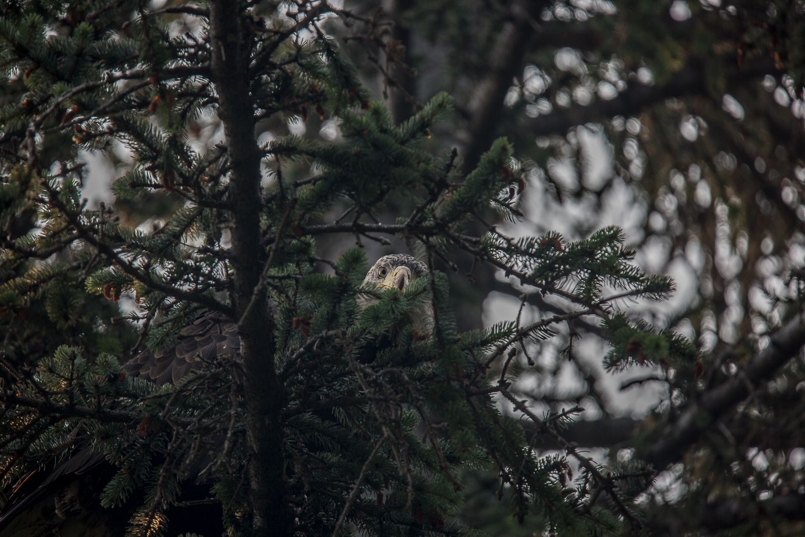 Var så säker att jag håller ett öga på dig.       Bald eagle - Vithövdad havsörn, juvenil