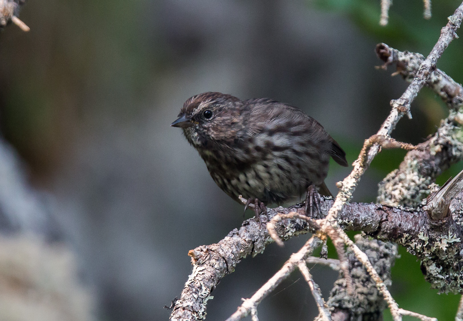Savannah sparrow - Gulbrynad grässparv juvenil