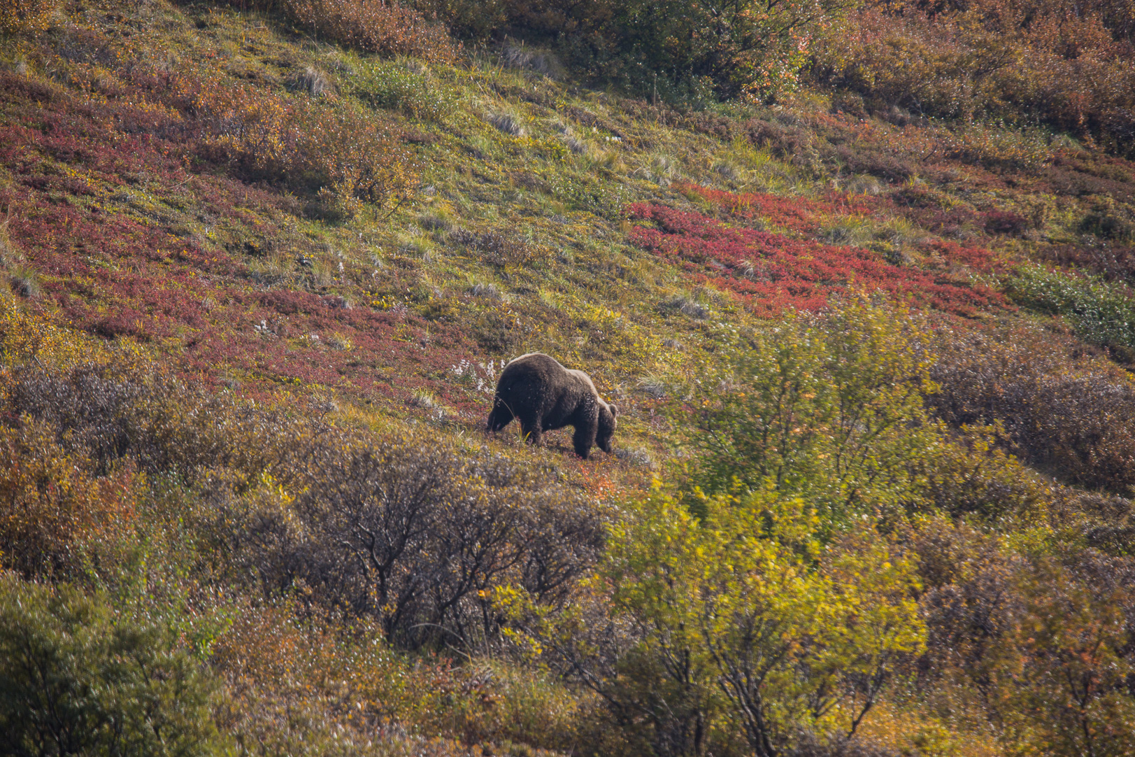 Framme i Denali National Park välkomnade grizzlybjörnen oss.