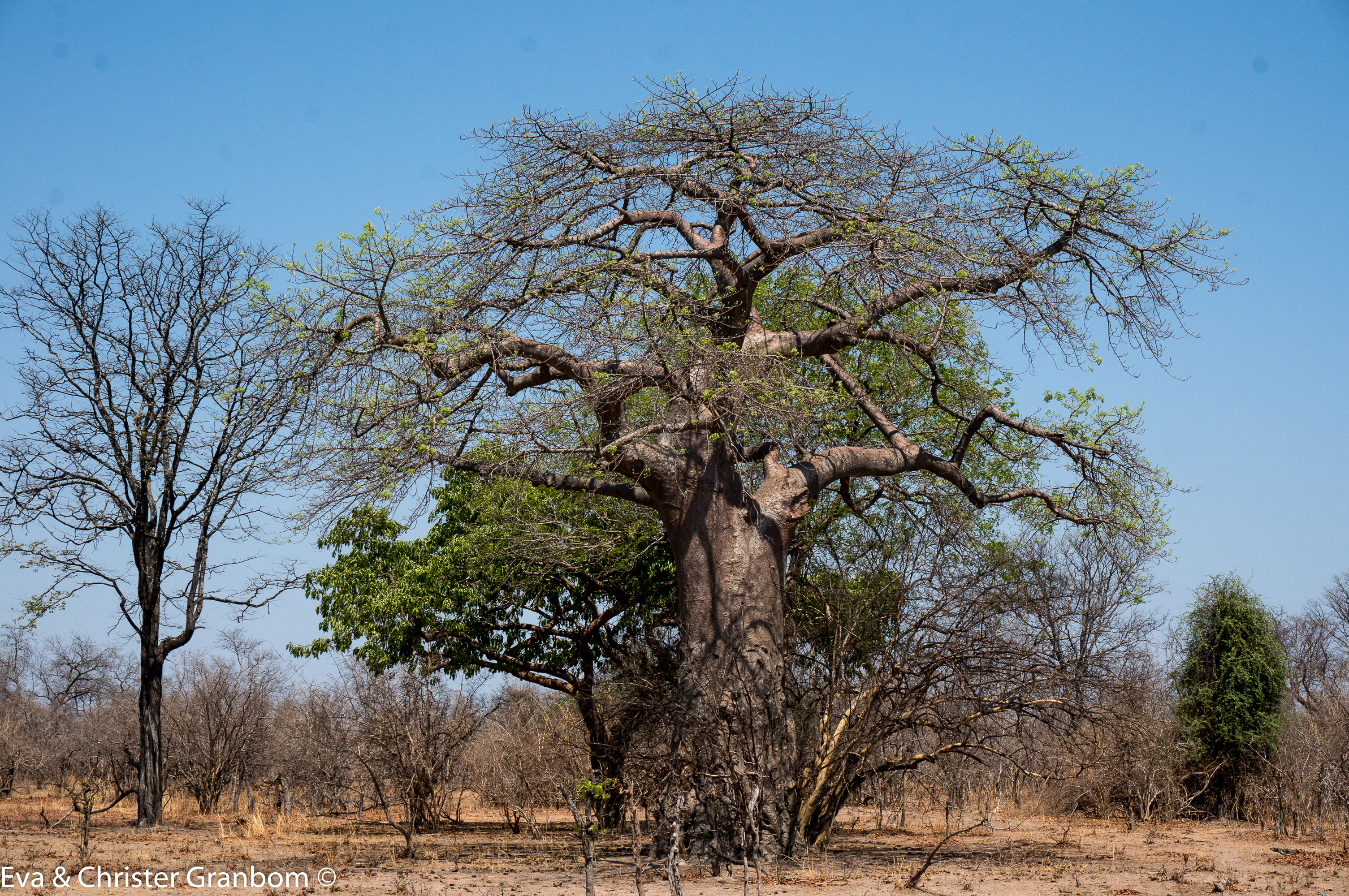 Dessa fantastiskt vackra Baobab träd!