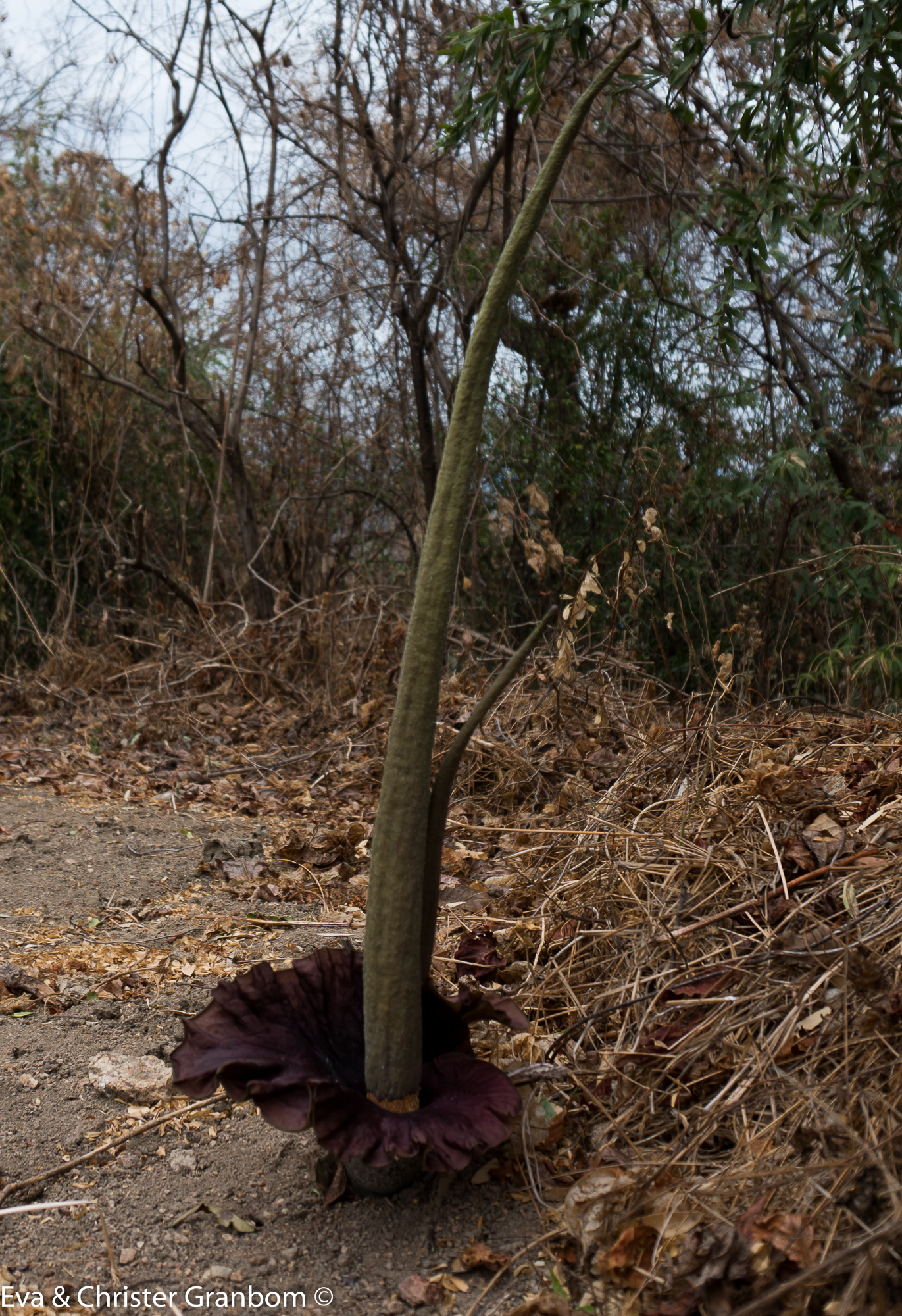 Någon sorts kallaväxt, Amorphophallus