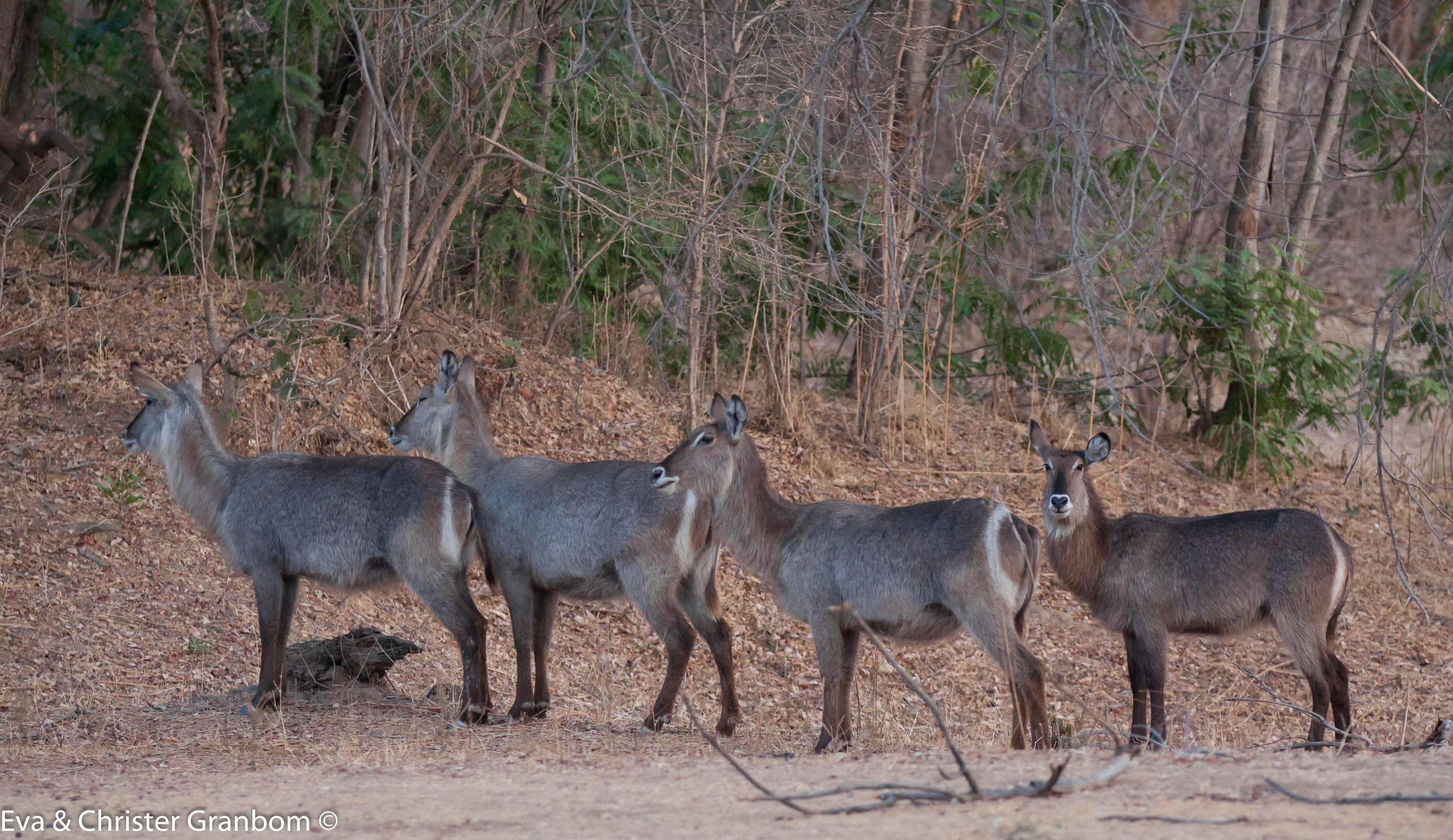 Waterbuck - Ellipsvattenbock