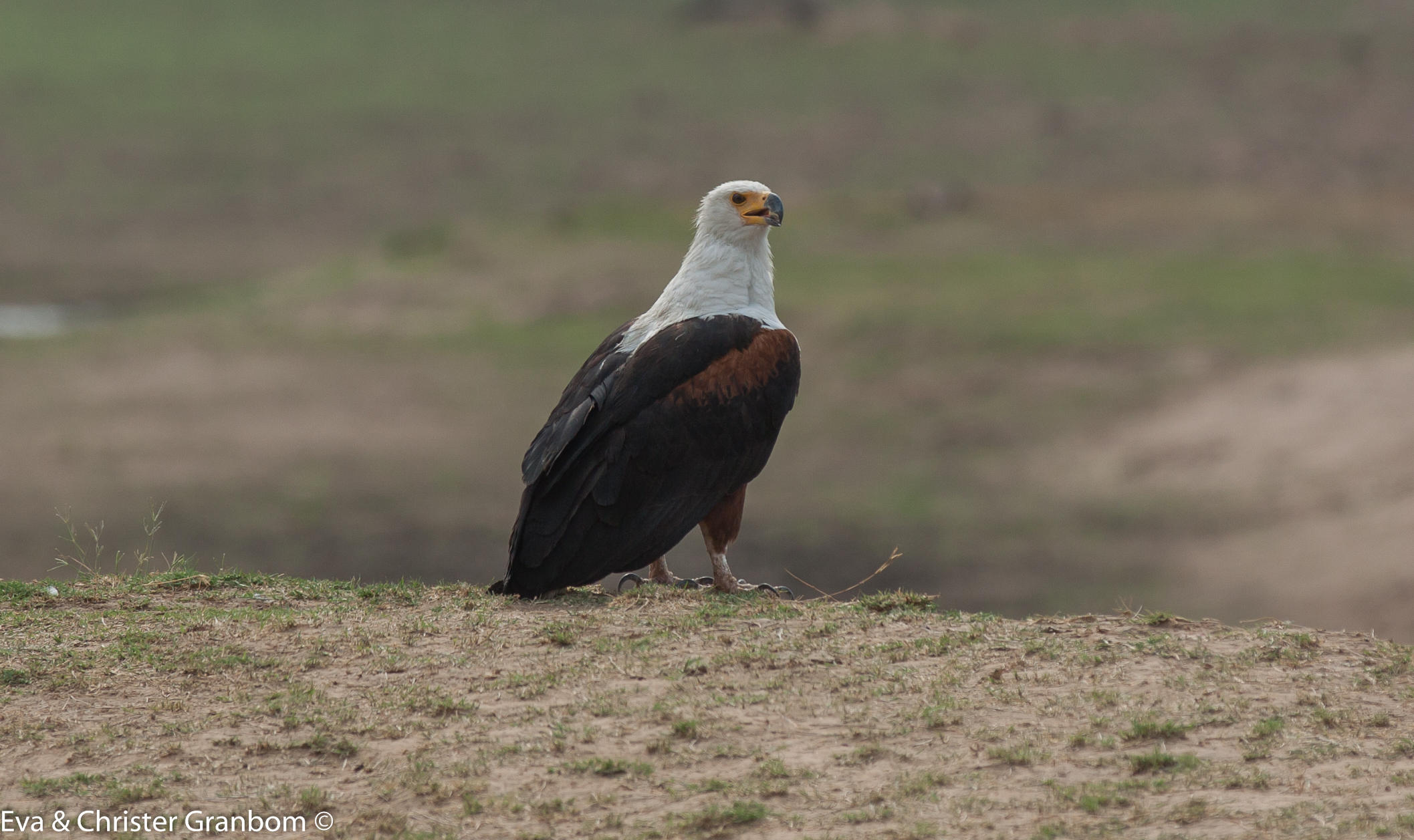 Skrikhavsörn - African Fish Eagle