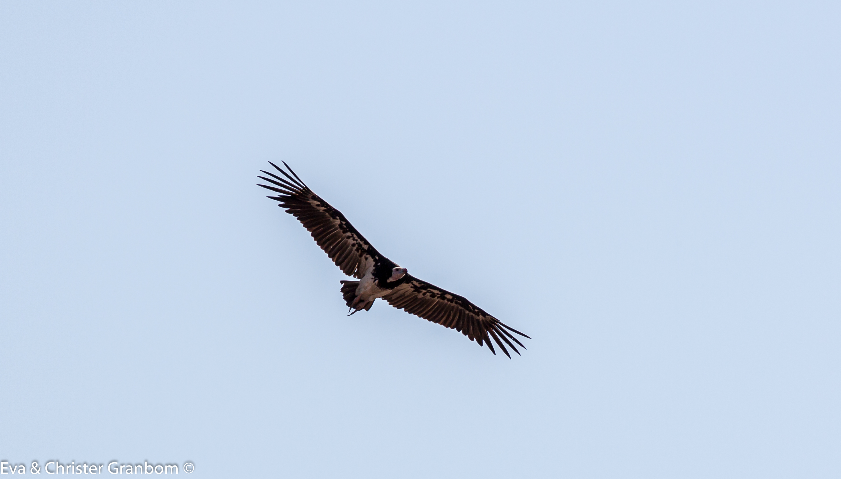 Vithuvad gam - White-headed Vulture