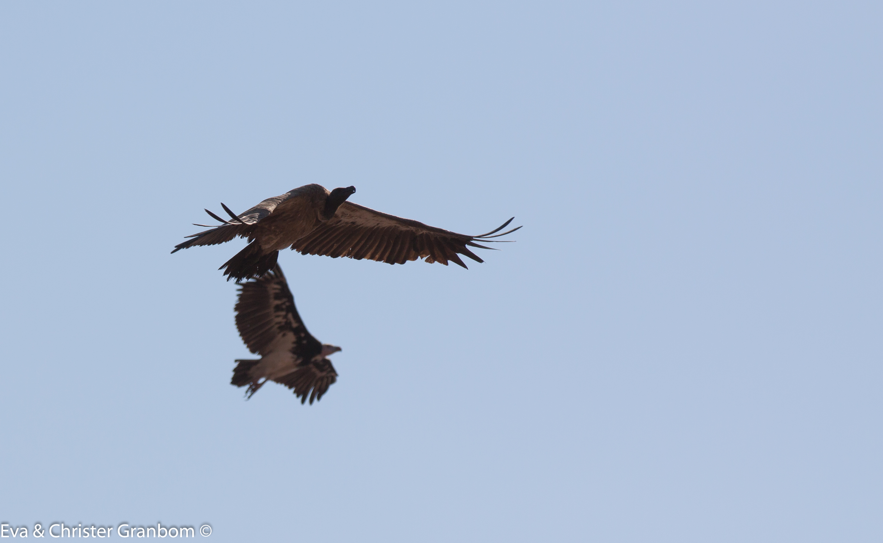 Vitryggig gam - White-backed Vulture,  i bakgrunden en Vithuvad gam - White-headed Vulture