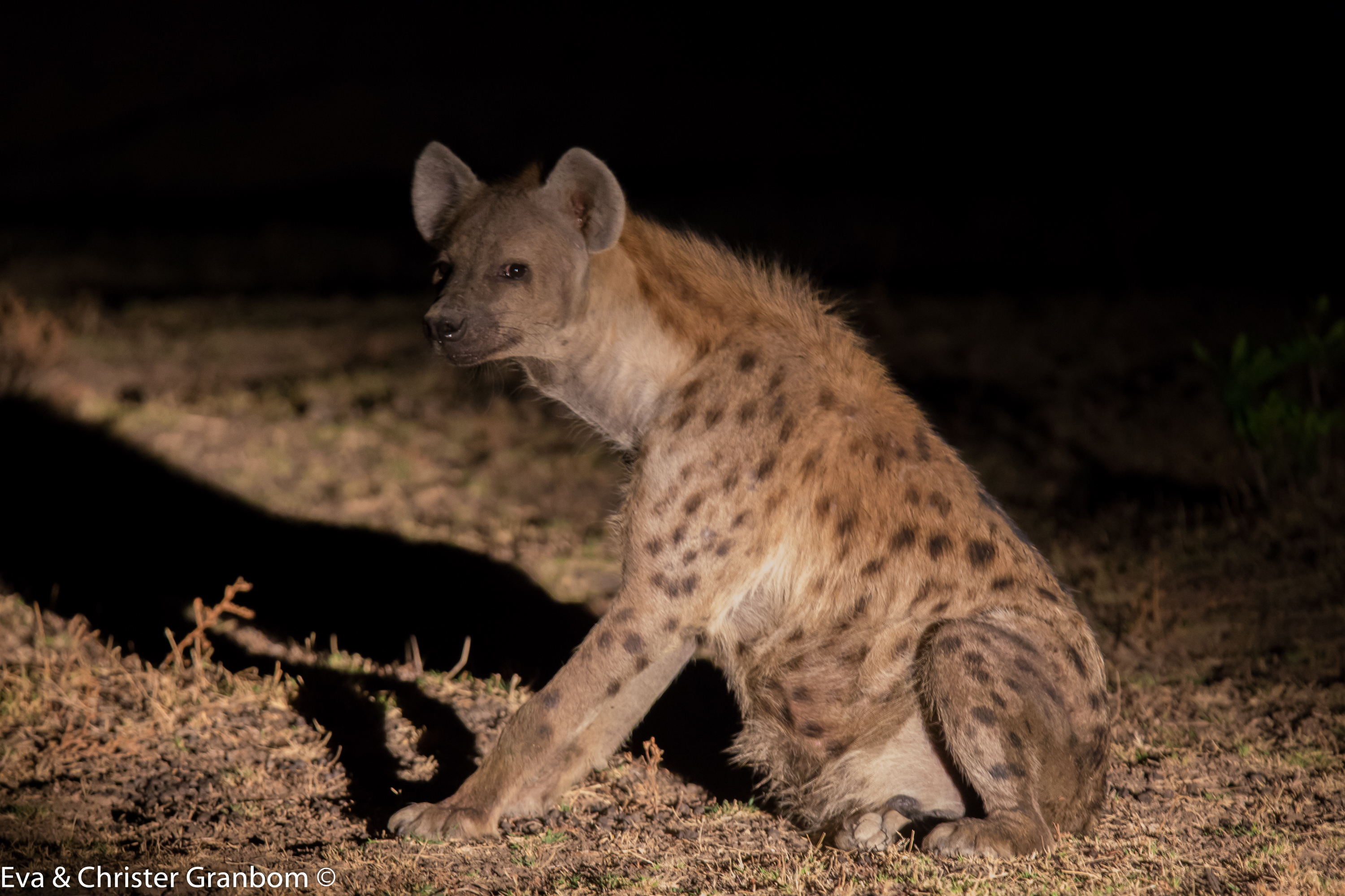 Hyena - Spotted hyaena
