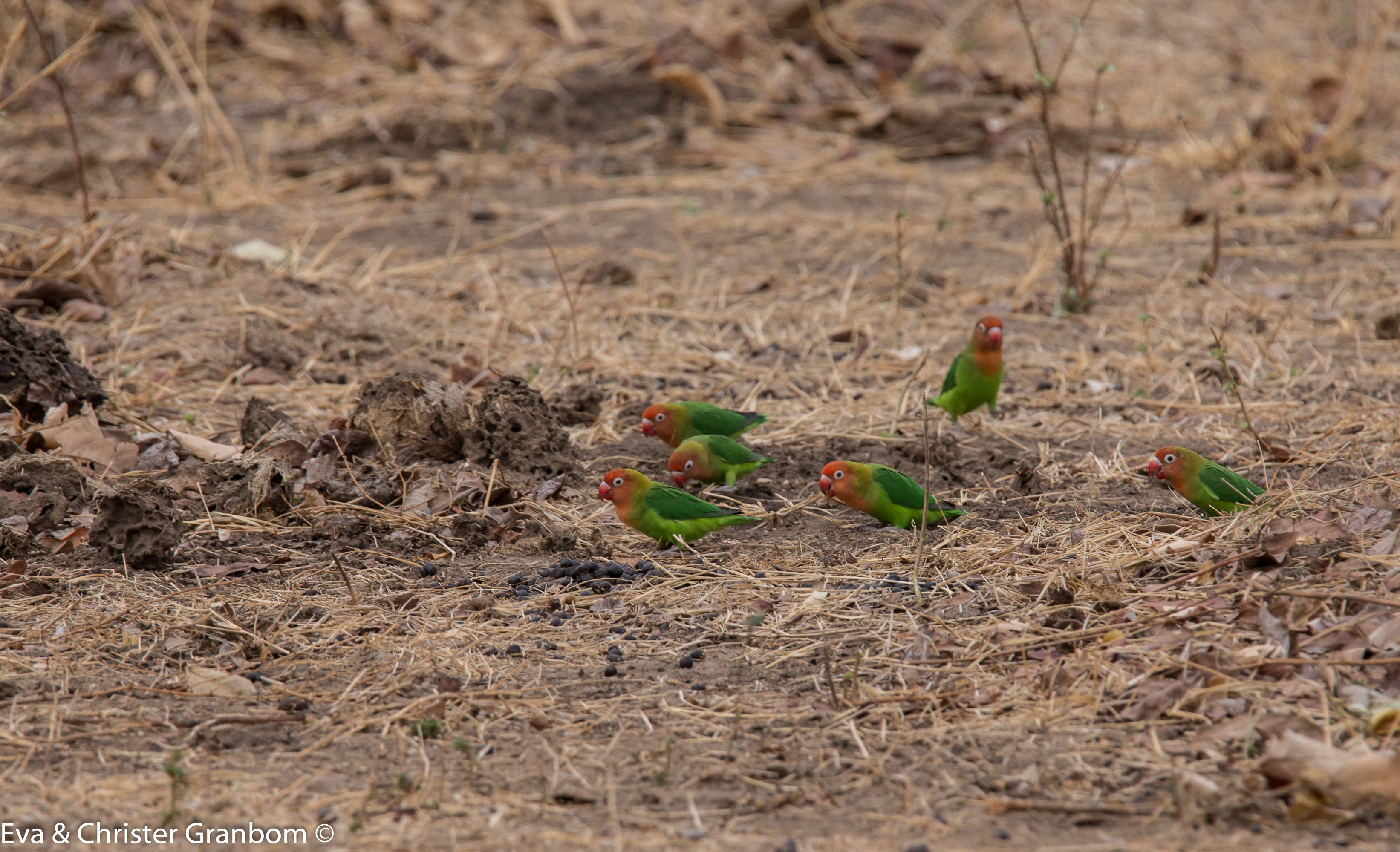 Malawidvärgpapegoja - Lilian's Love bird