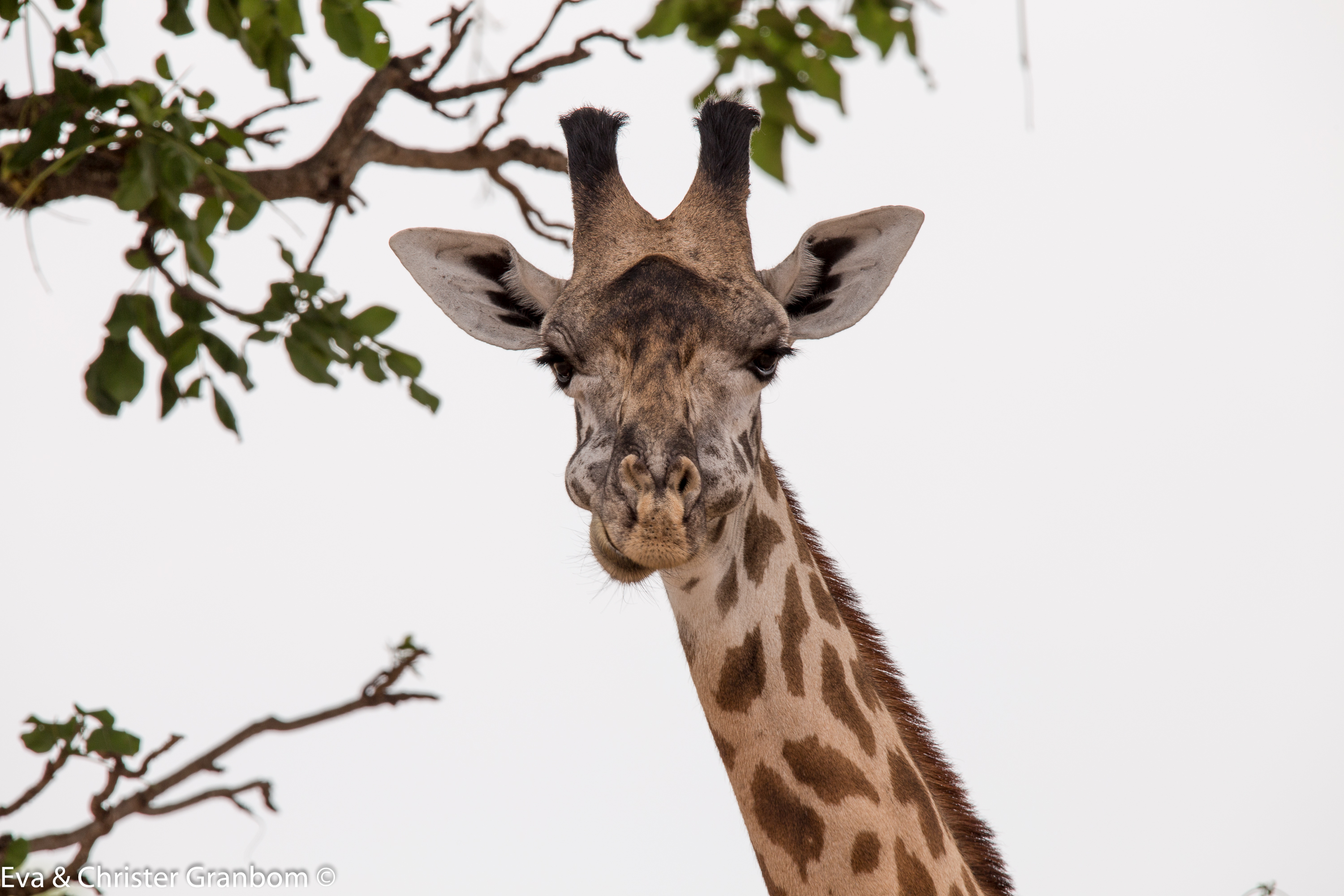Thornicroft’s giraffe