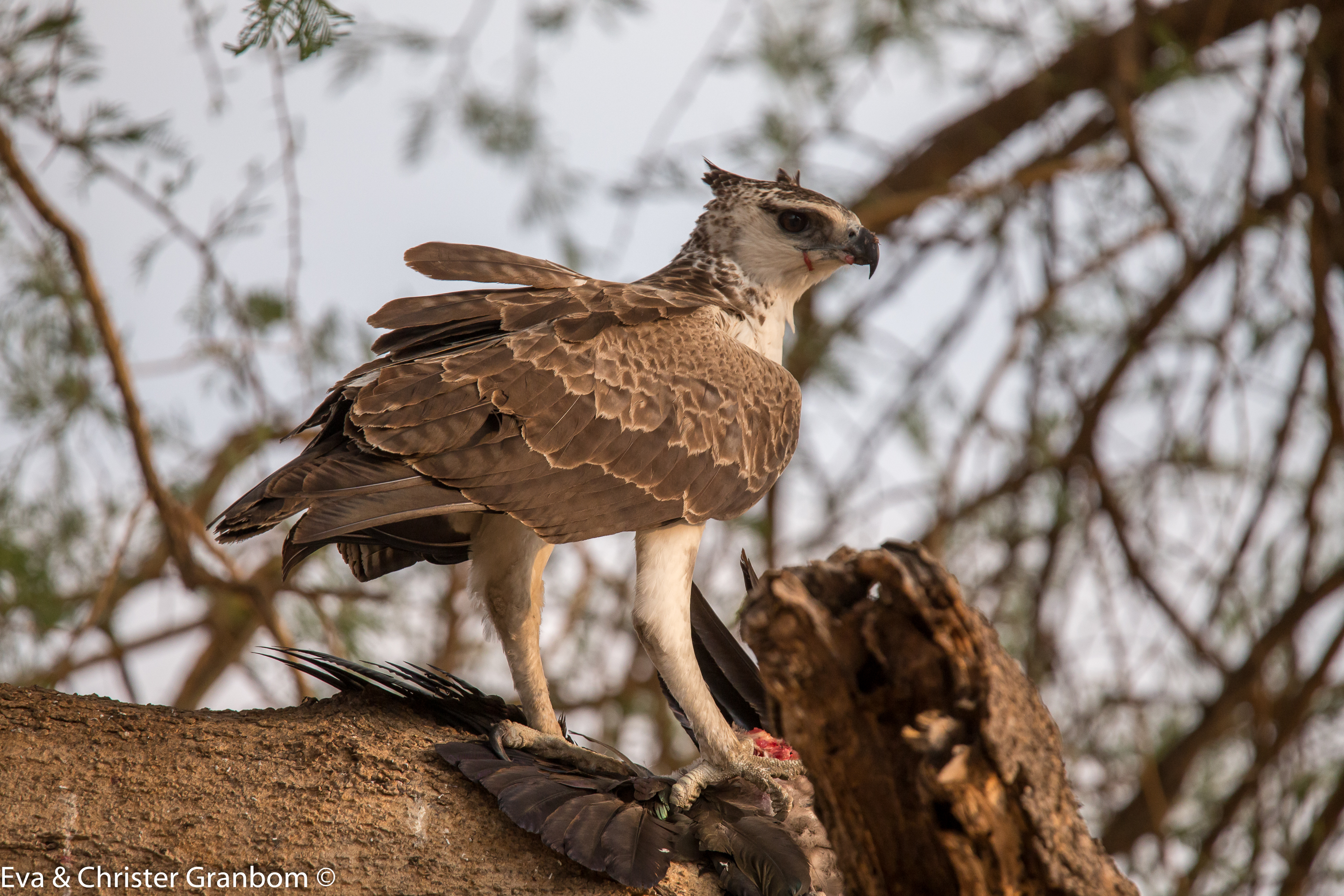 Stridsörn - Martial Eagle