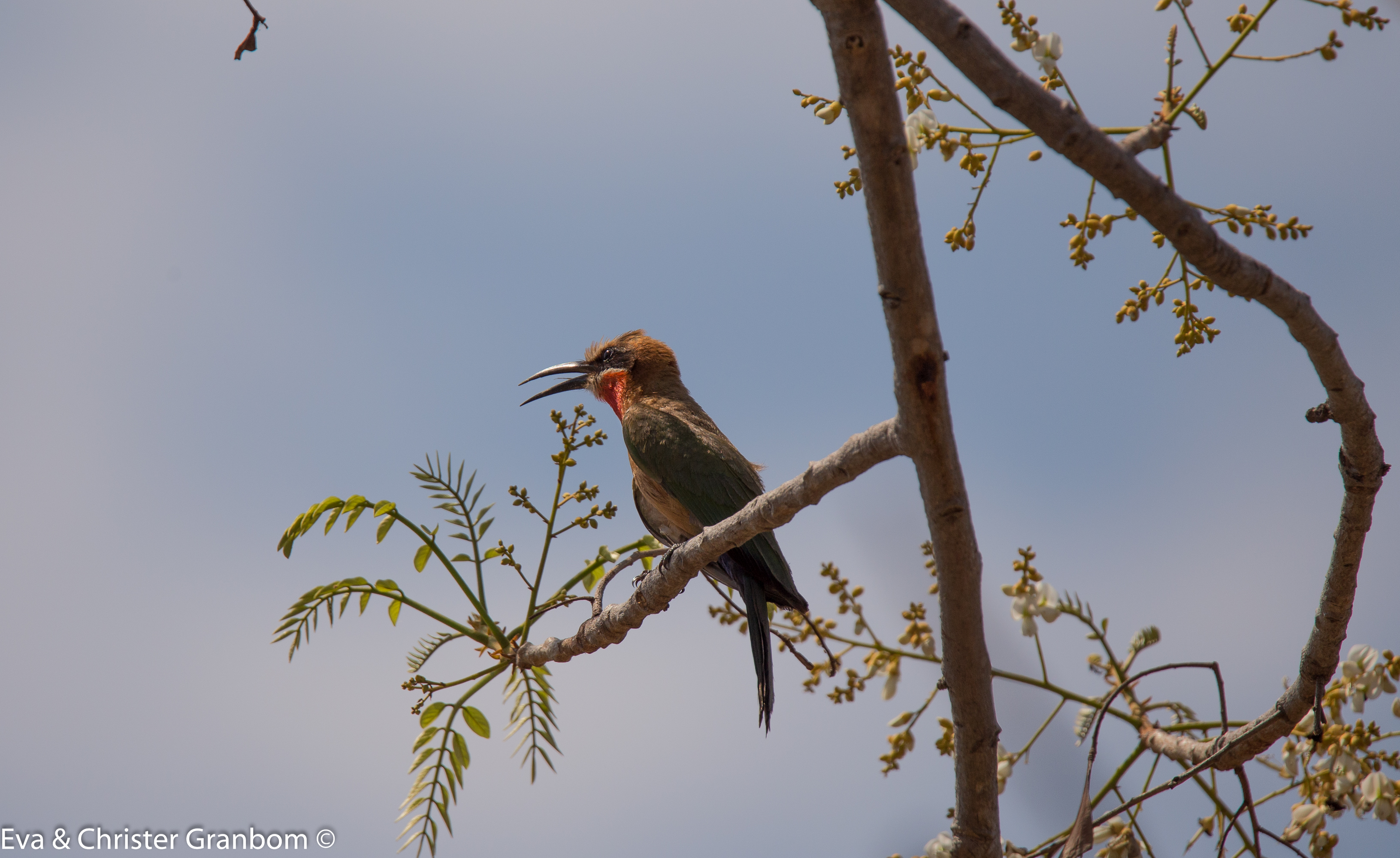 Vitpannad biätare - White-fronted Bee-eater