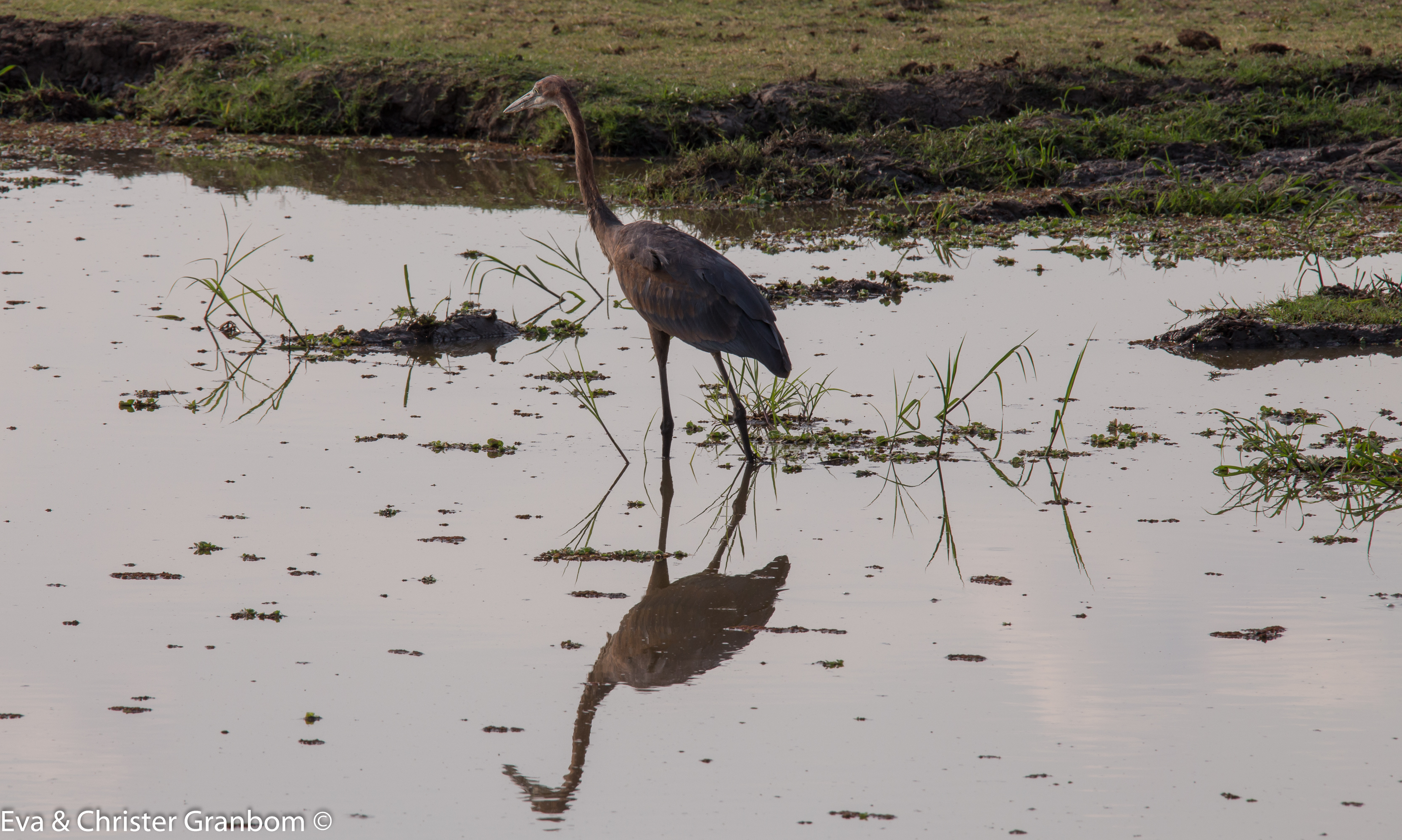 Goliatghäger - Goliath Heron