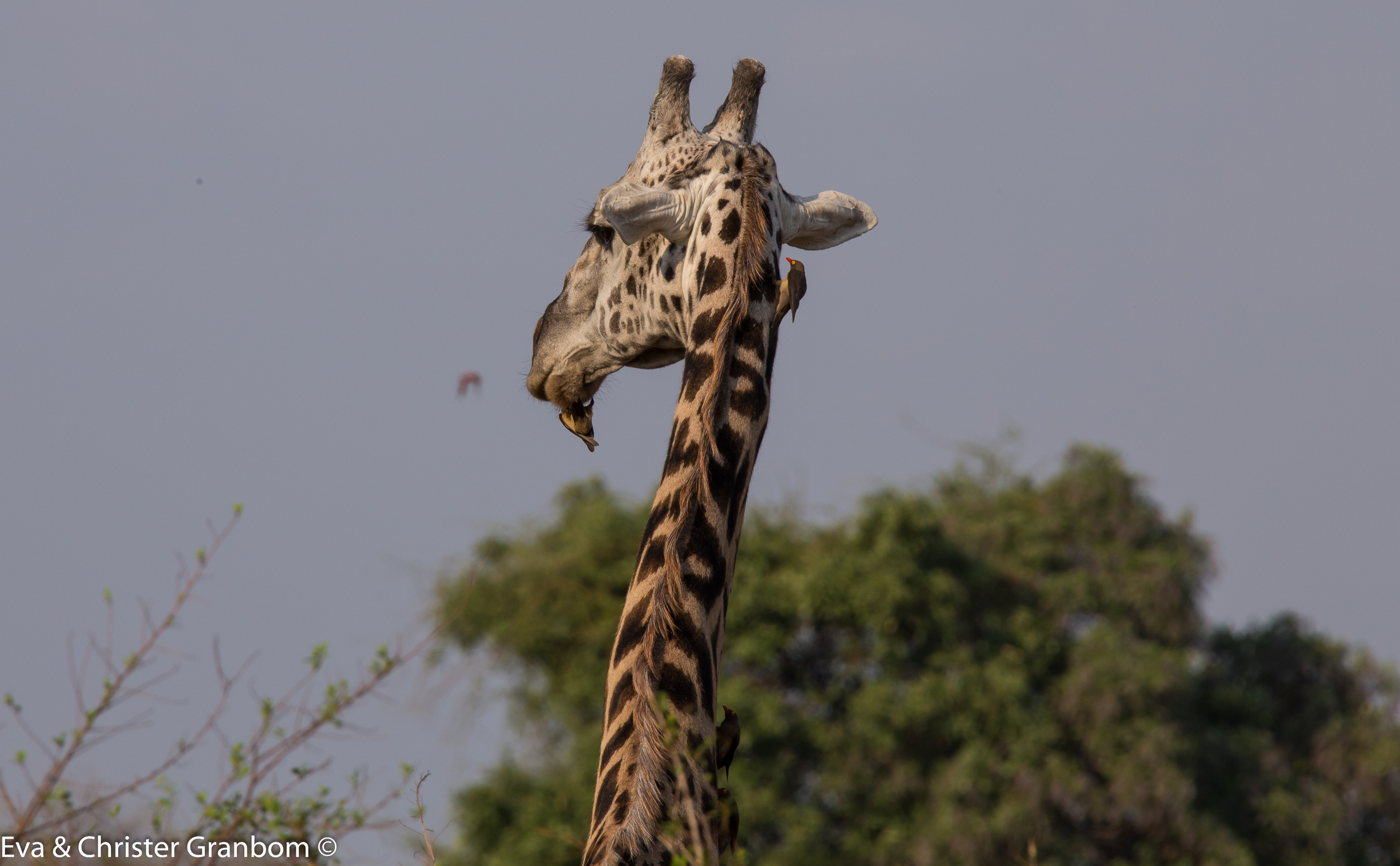 Thornicroft’s giraffe som blir putsad av rödnäbbad oxhackare - Red-billed Oxpecker.