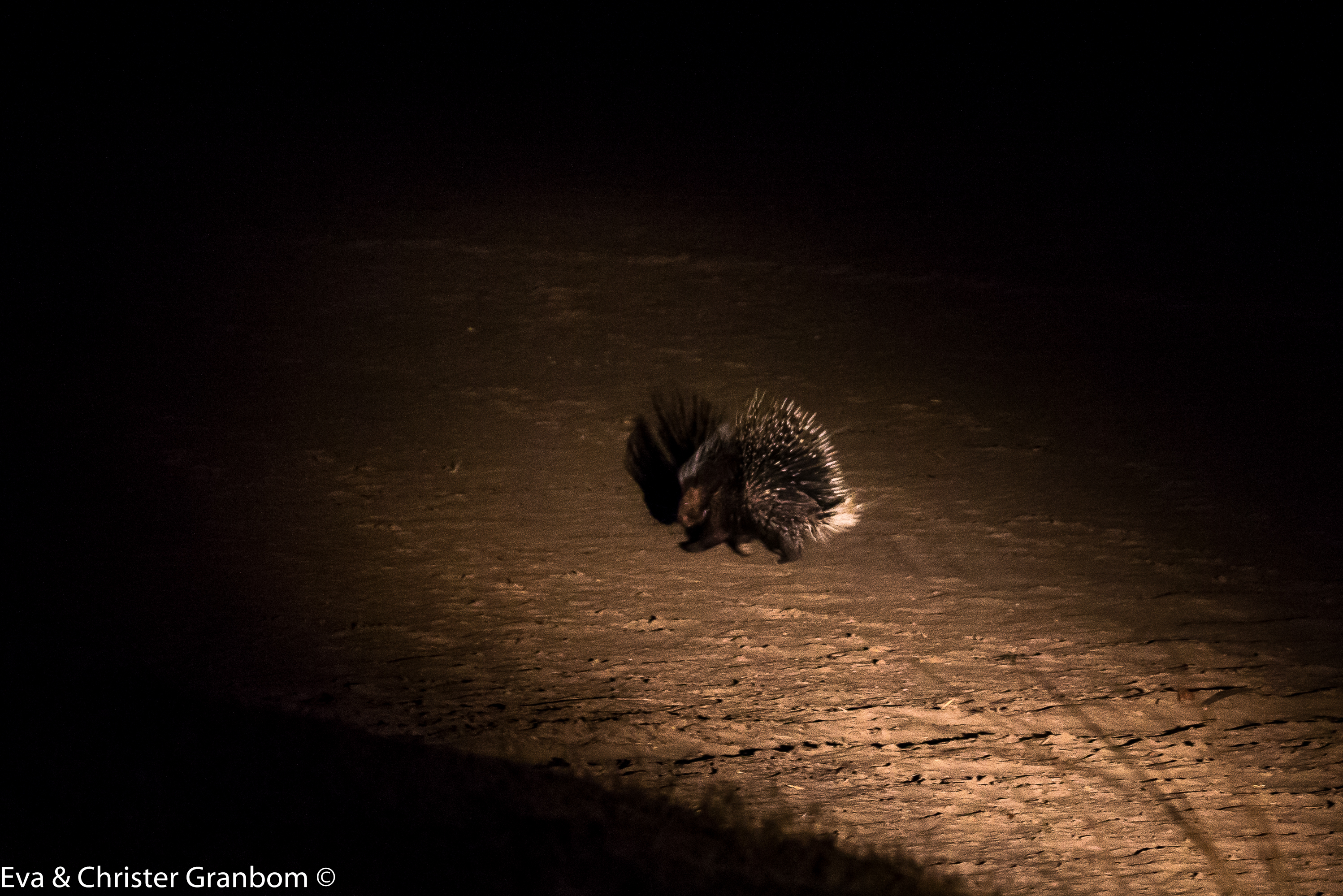 Piggsvin - Porcupine