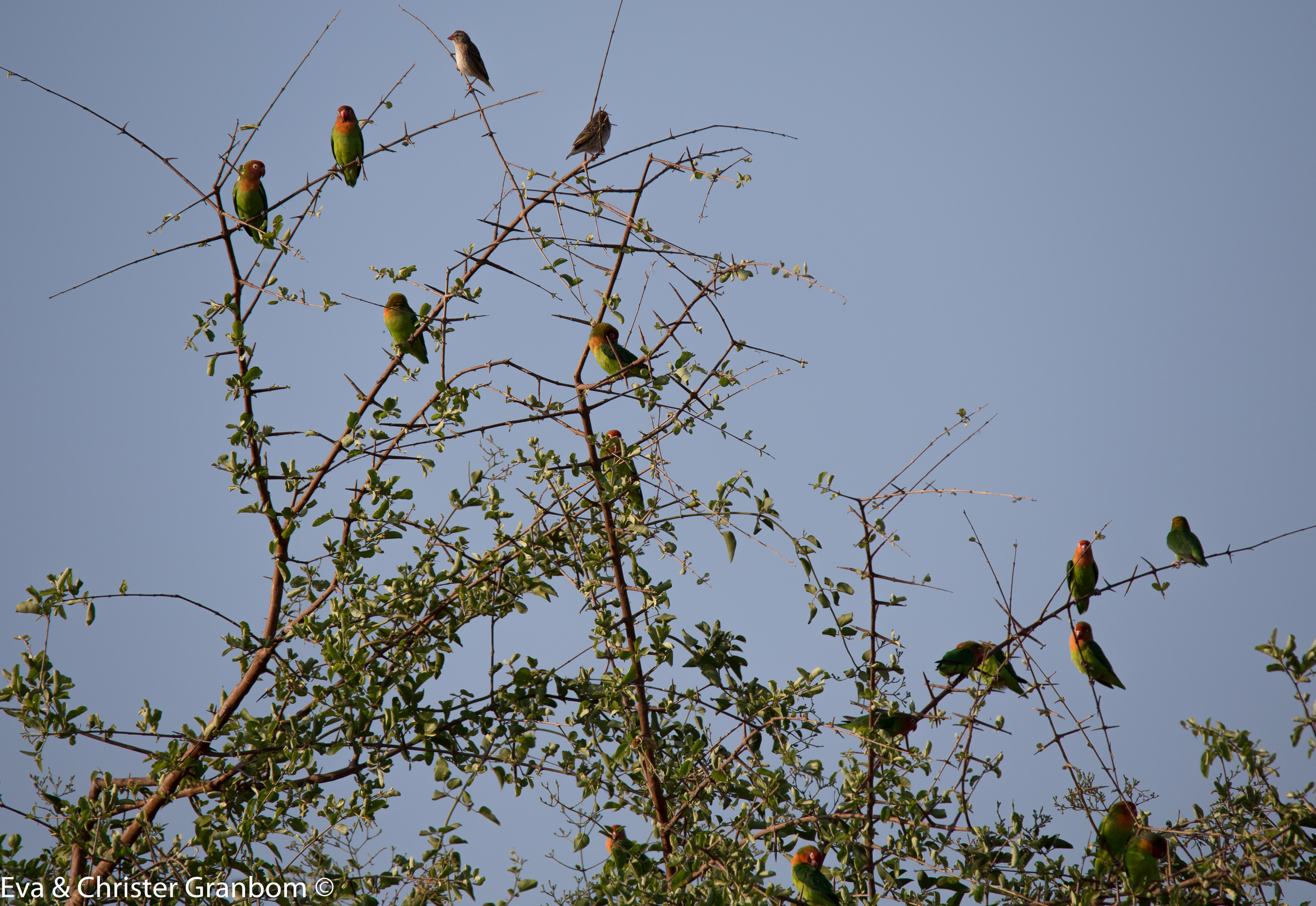 Malawidvärgpapegoja - Lilian's Love bird  och Blodnäbbsvävare - Red-billed Quelea