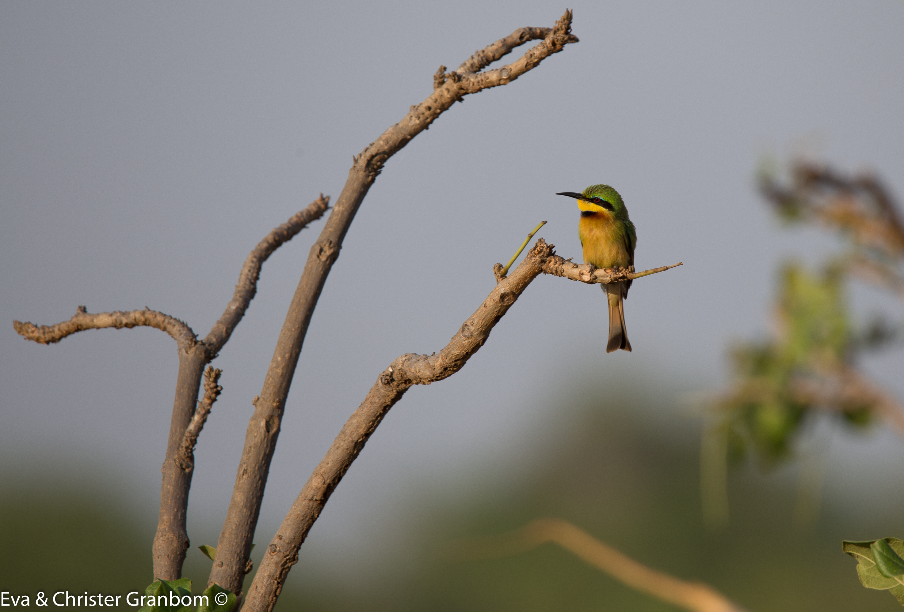 Dvärgbiätare - Little Bee-eater