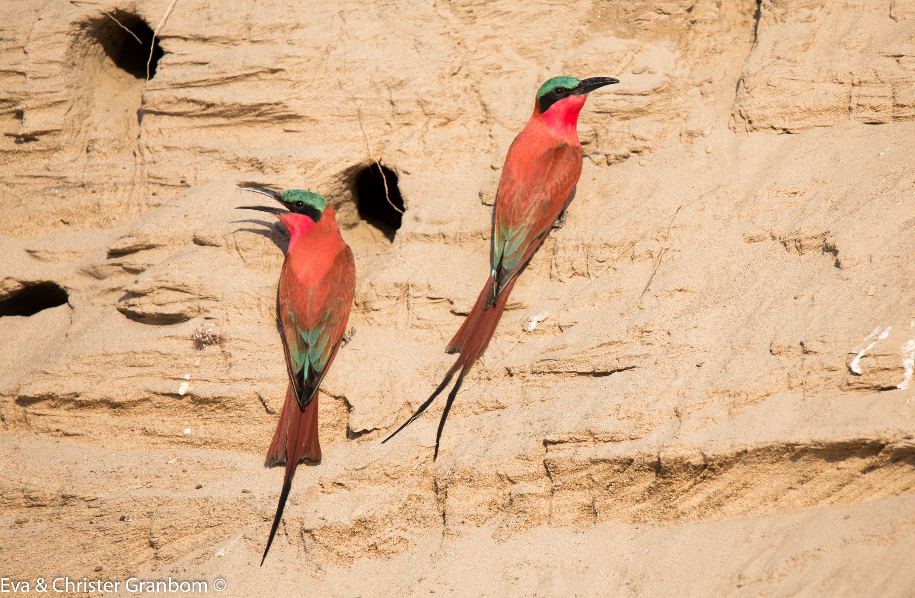 Sydlig karminbiätare - Southern Carmine Bee-eater