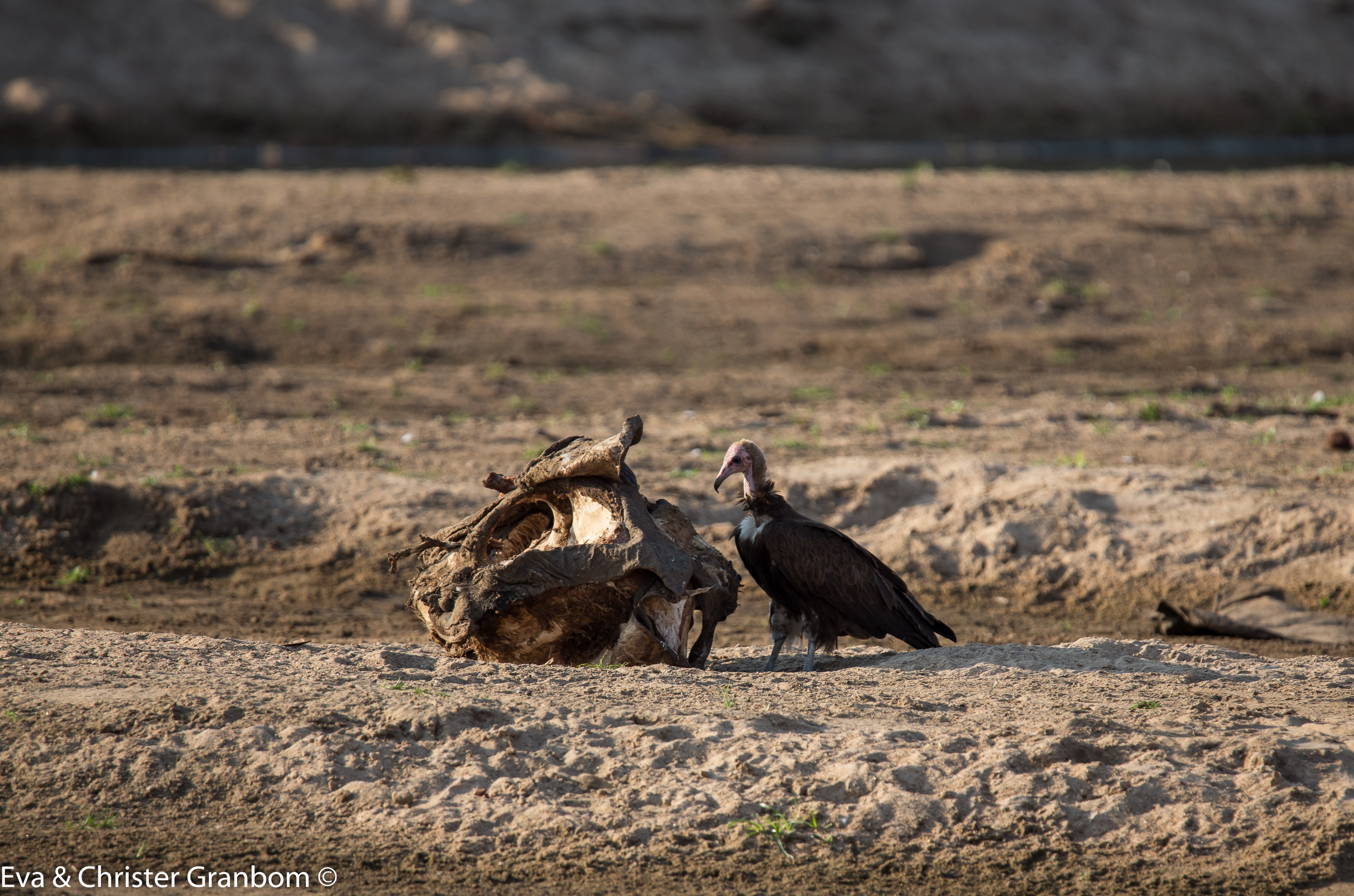 Kappgam - Hooded Vulture.