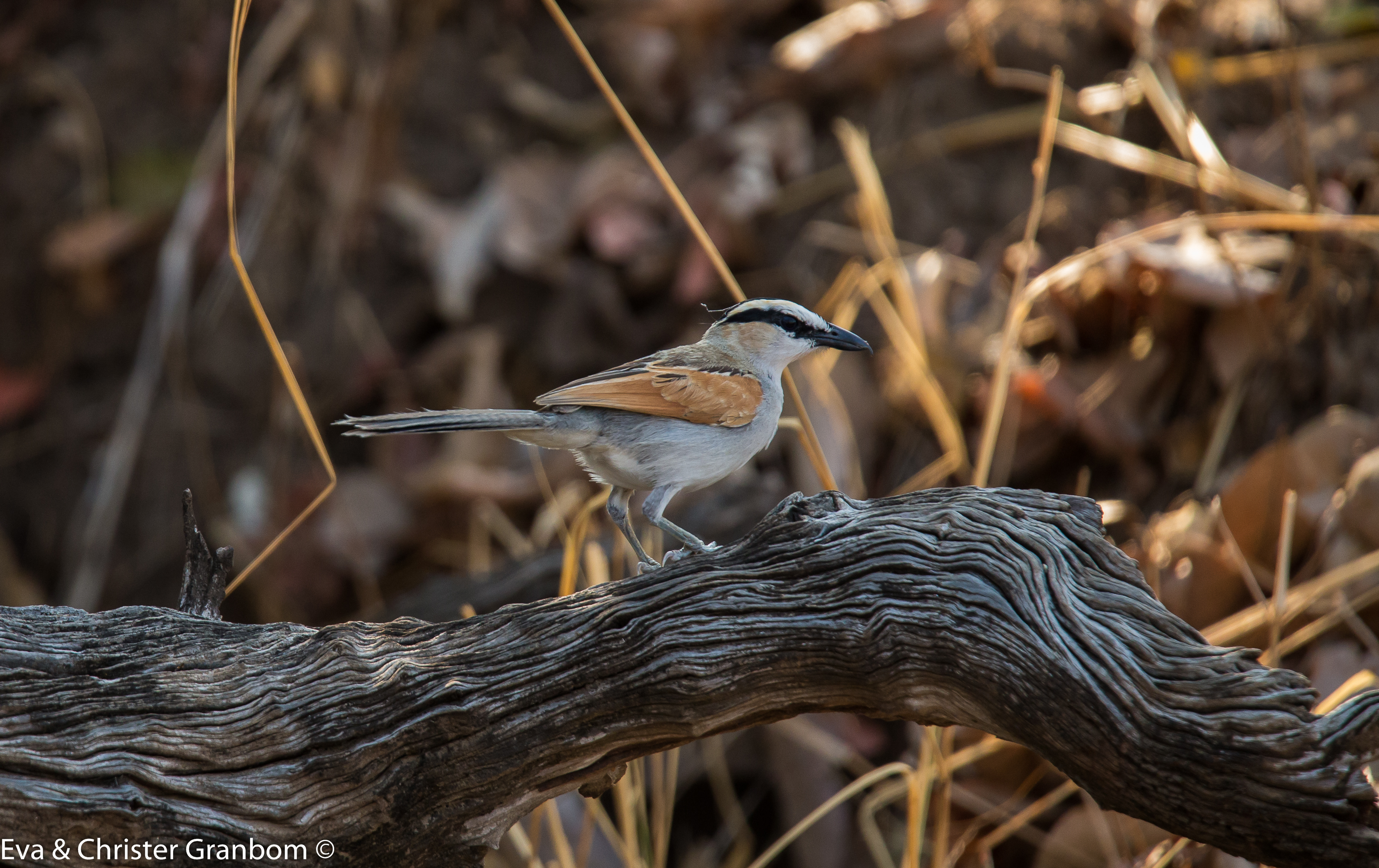 Brunkronad tchagra - Brown-crowned Tchagra