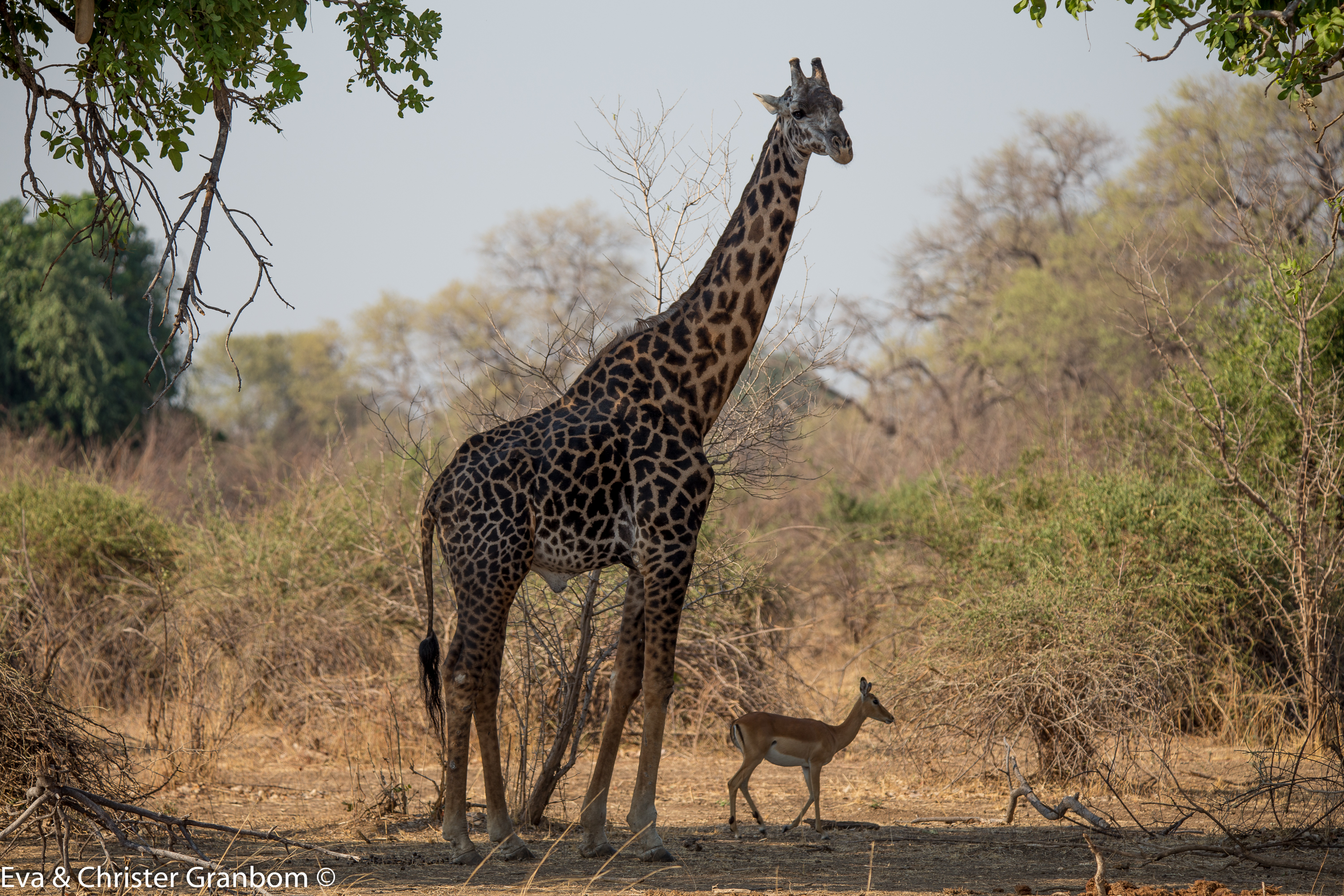 Thornicroft’s giraffe is a unique subspecies of giraffe only found in Zambia’s Luangwa valley.