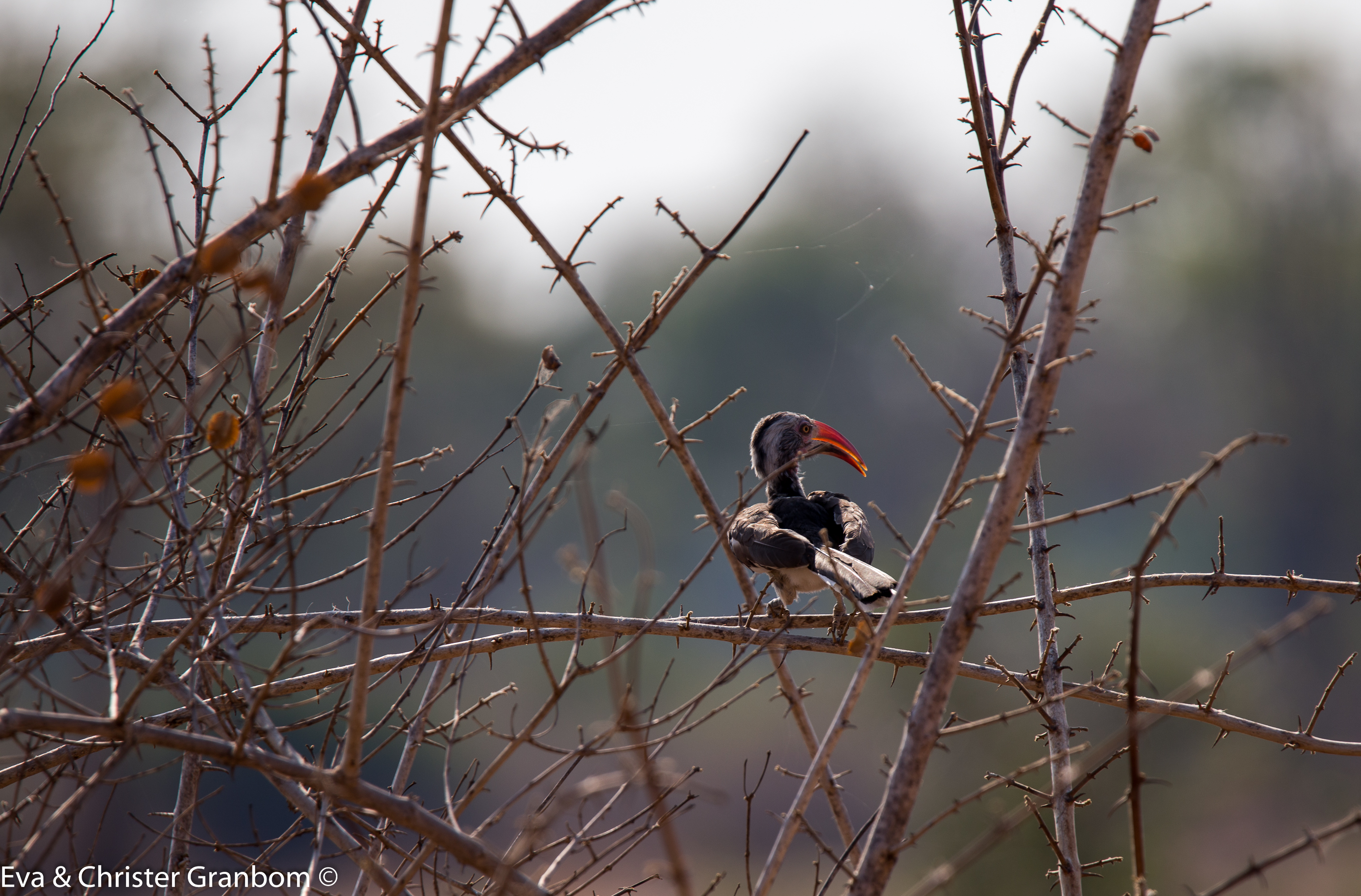 Nordlig rödnäbbstoko - Northern Red-billed Hornbill