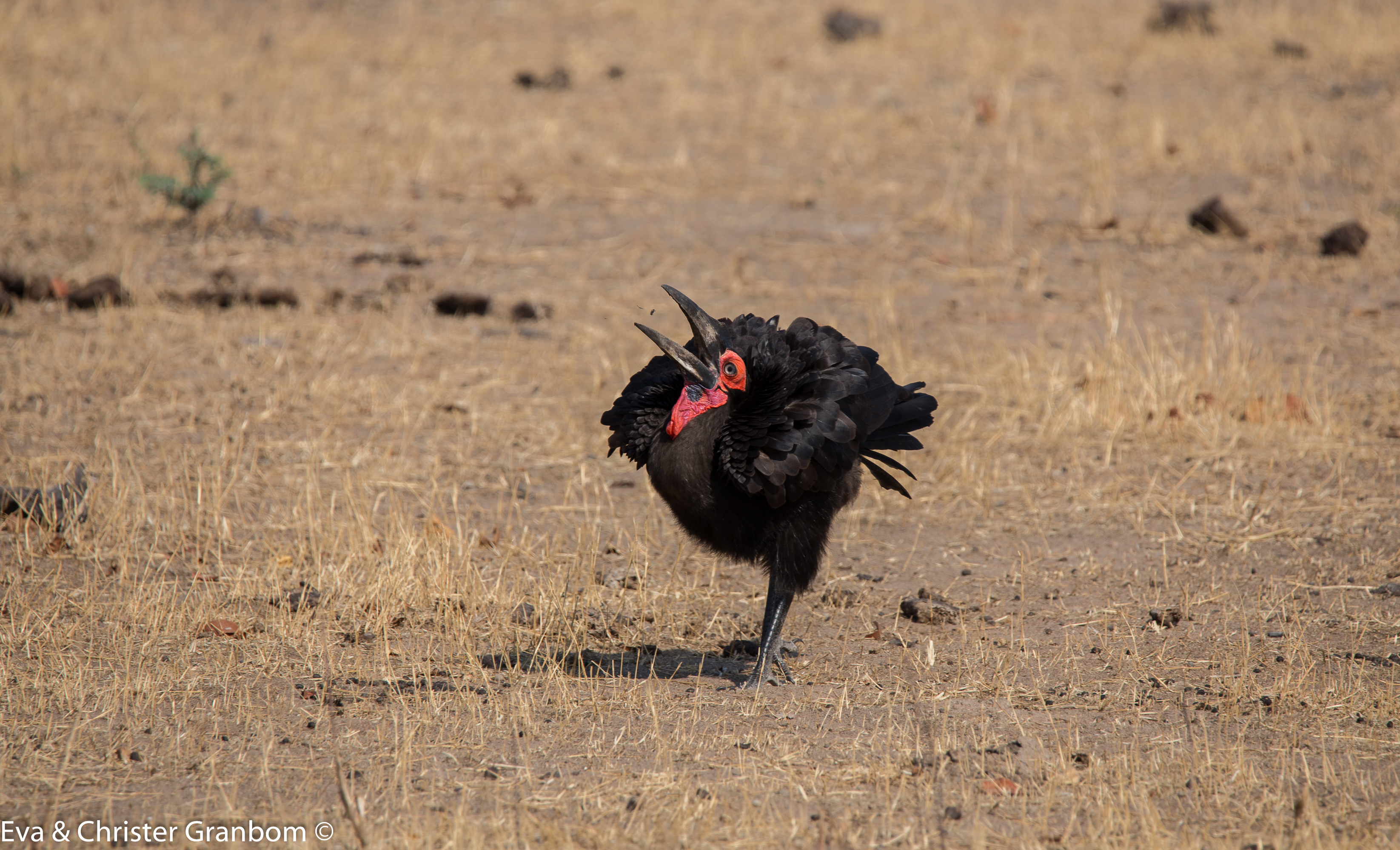 Sydlig hornkorp - Southern Ground Hornbill