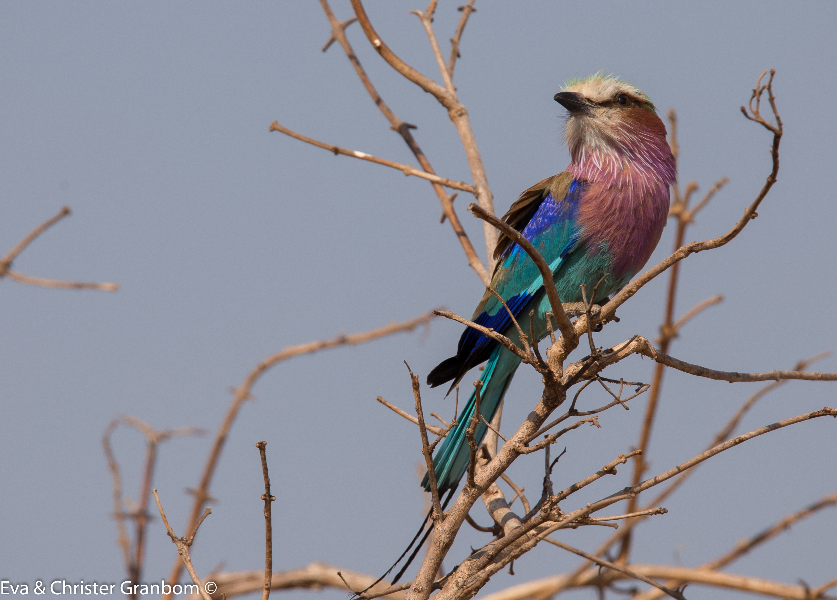 Lilabröstad blåkråka - Lilac-breasted Roller