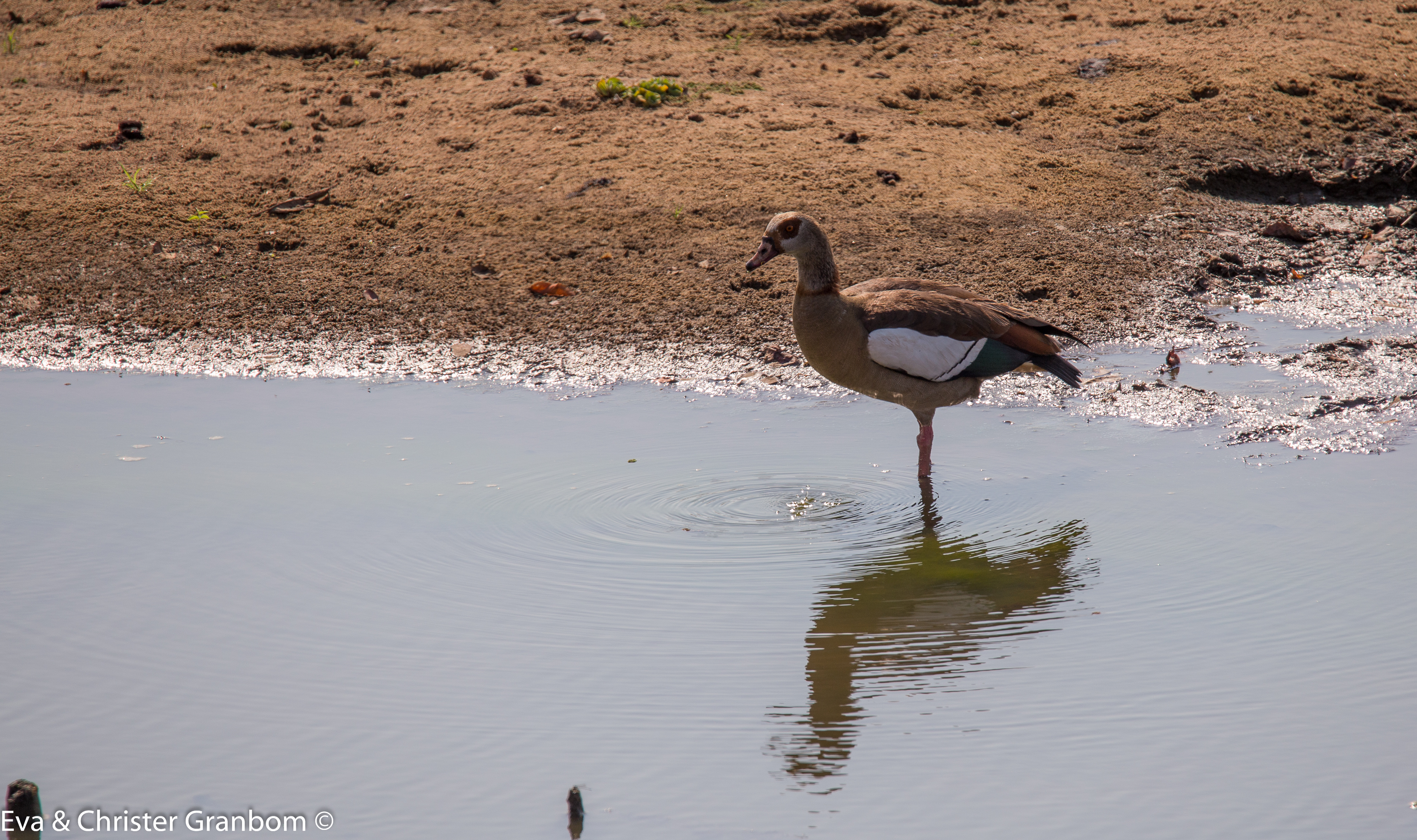 Nilgås - Egyptian Goose