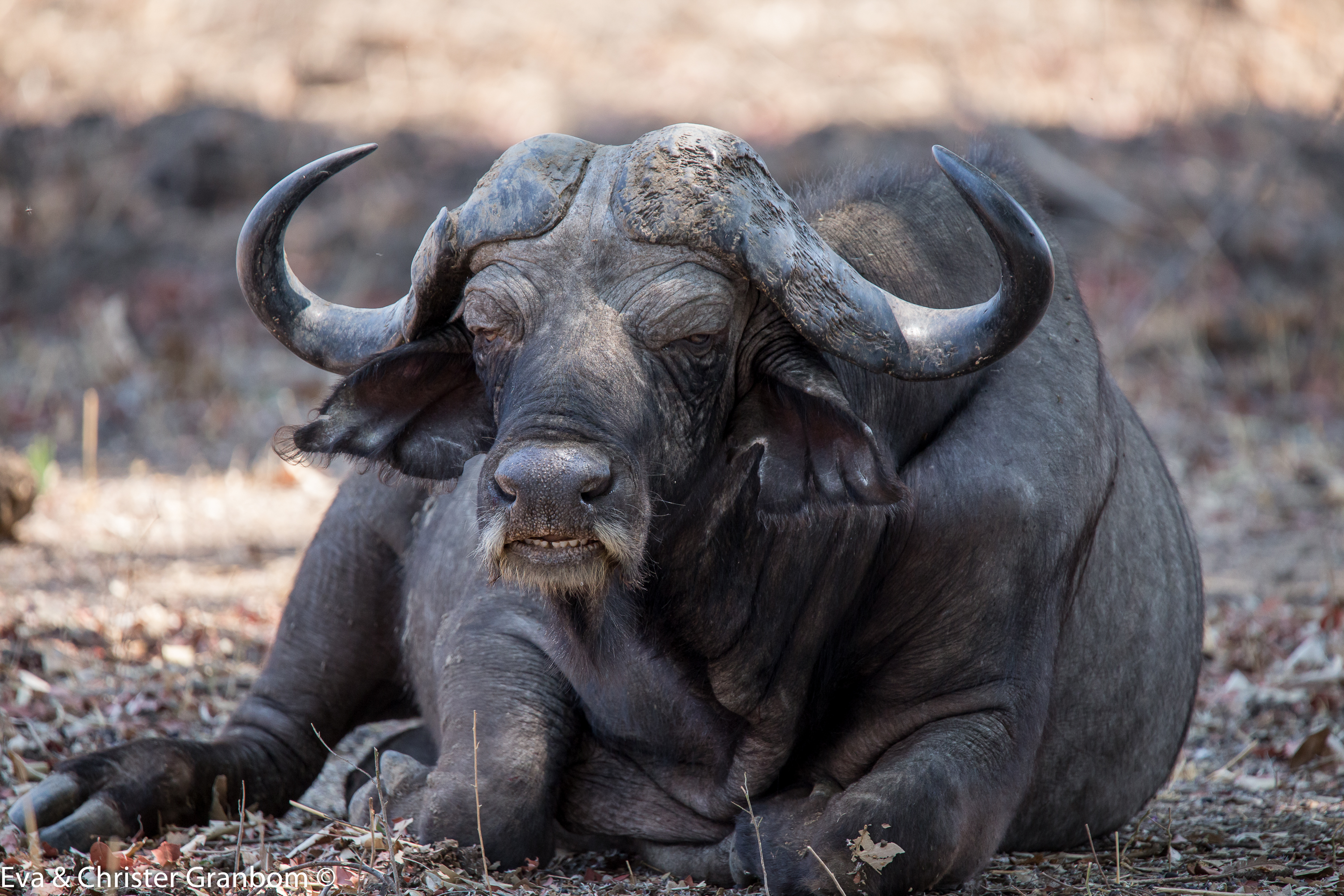 Afrikansk buffel