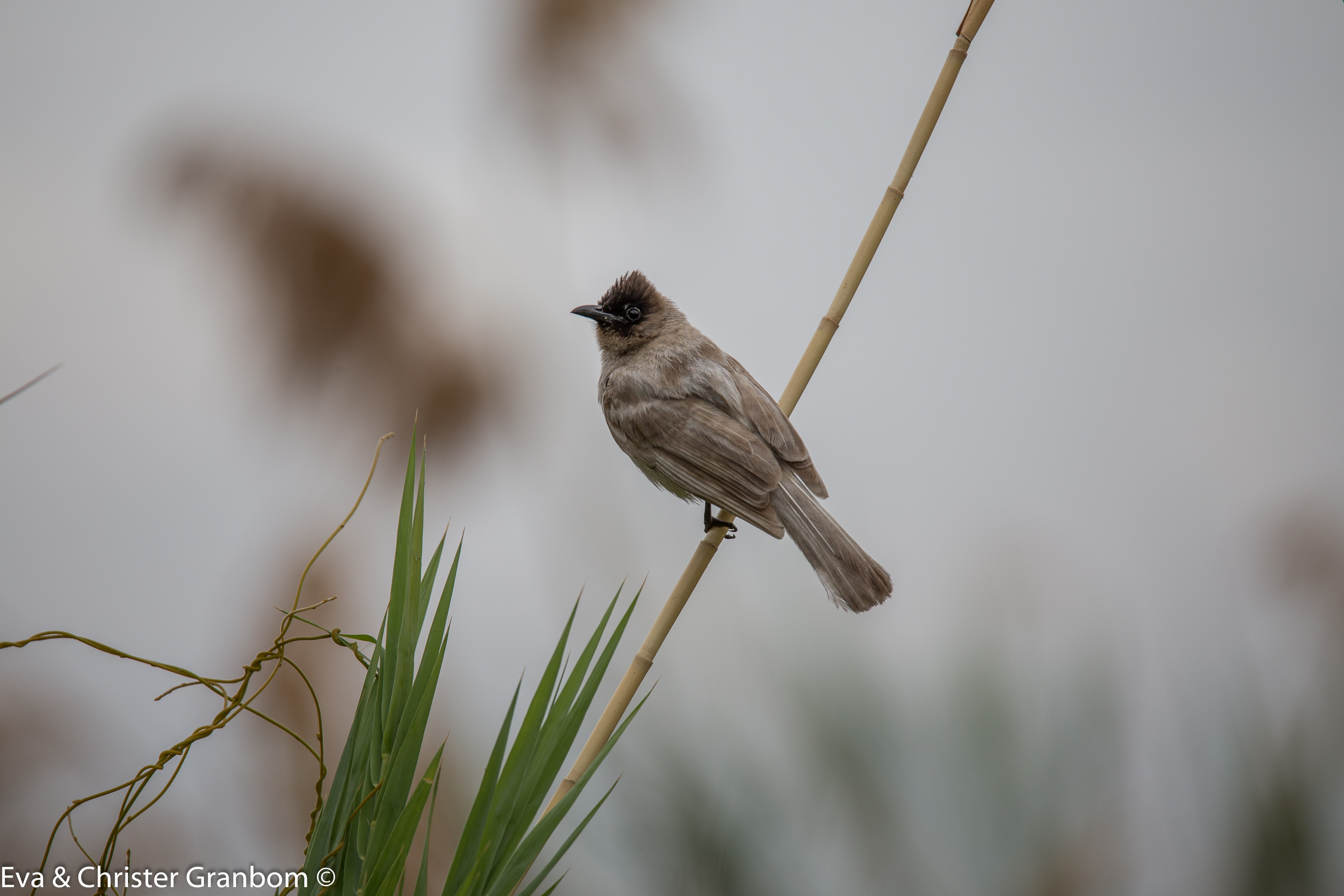 Svarthuvad bulbyl - Black-headed Bulbul