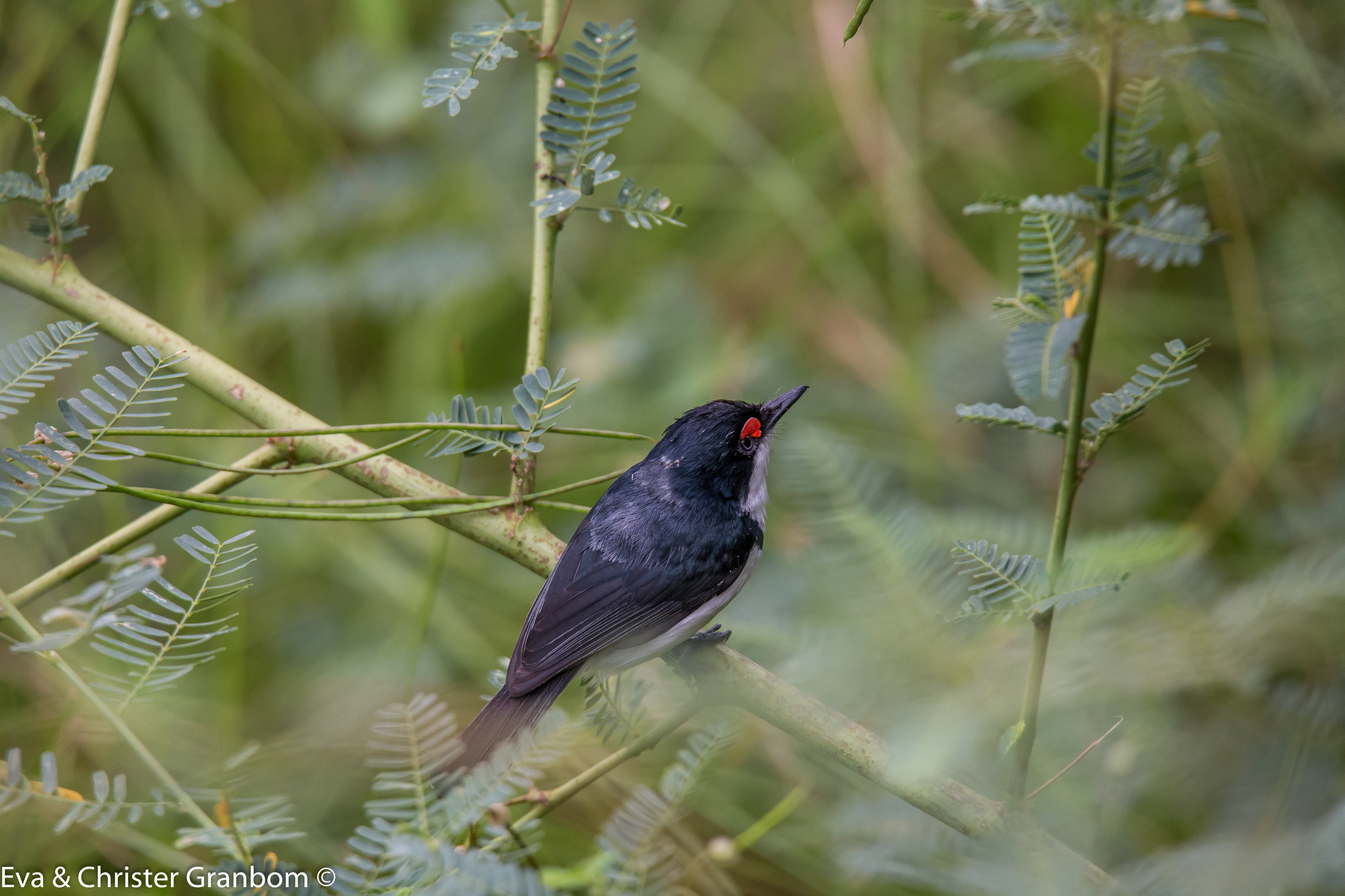 Svartstrupigt fliköga - Black-throated Wattle-eye