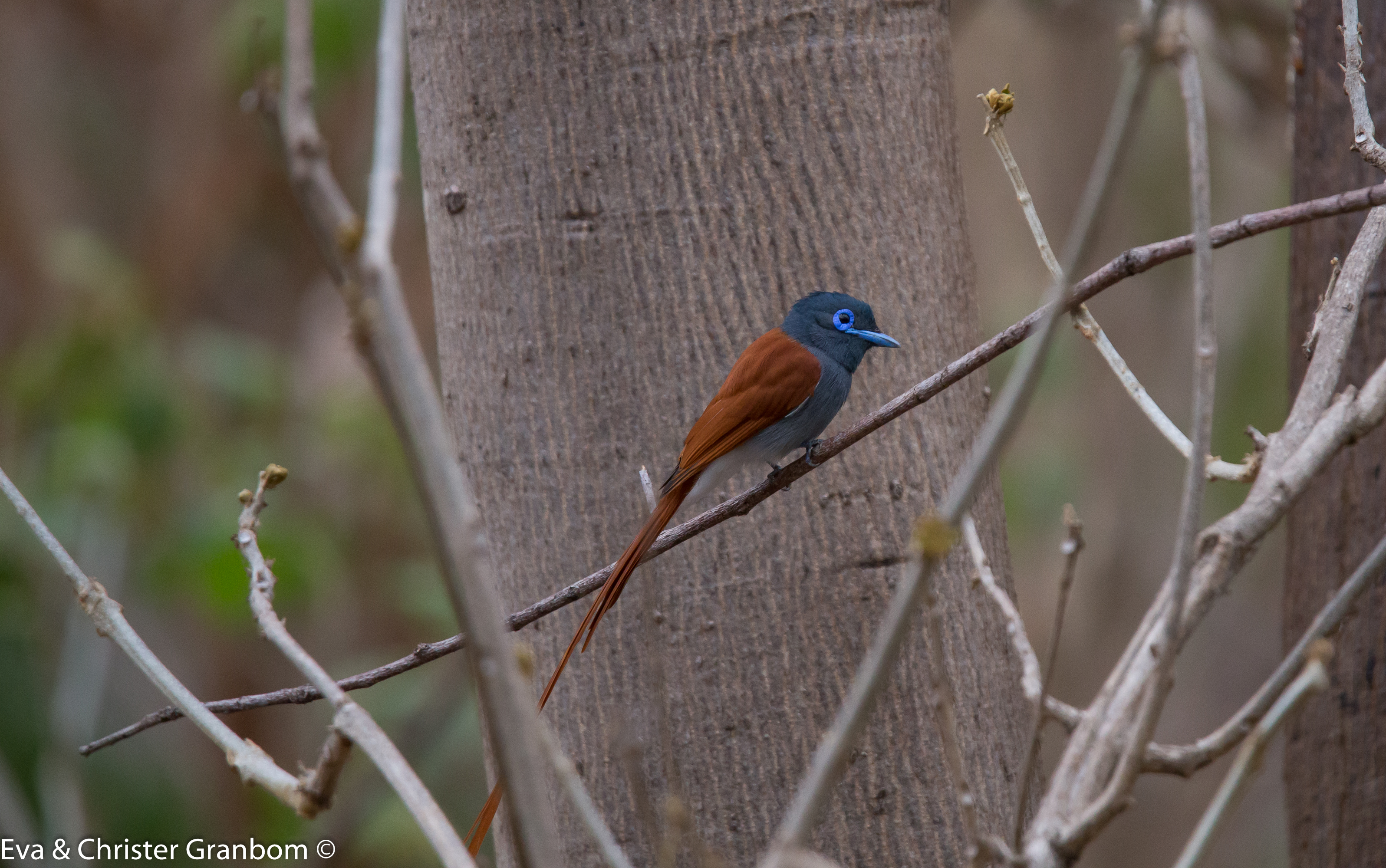 Afrikansk paradismonark - African Paradise Flycatcher