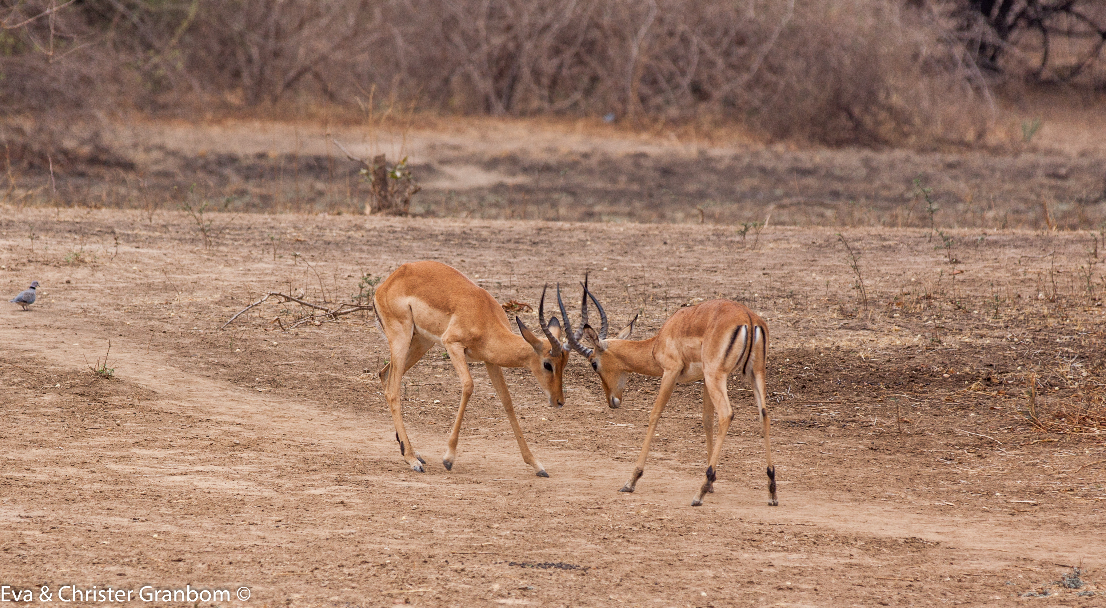 Impala - en övningsrunda