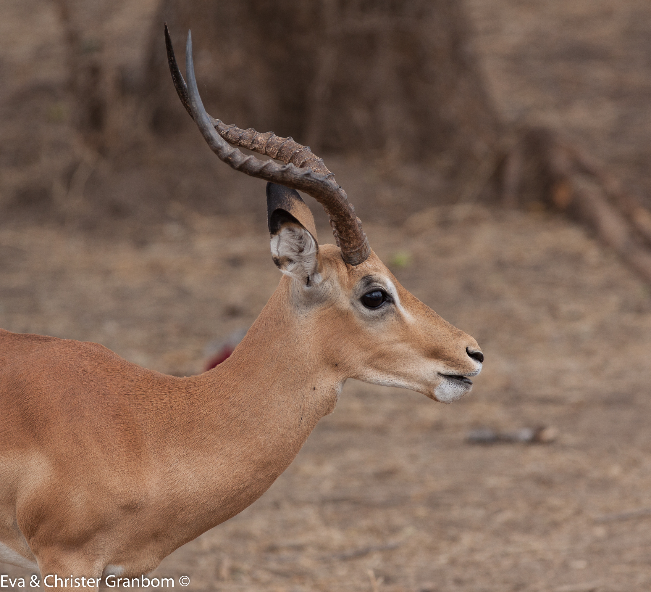 Impala