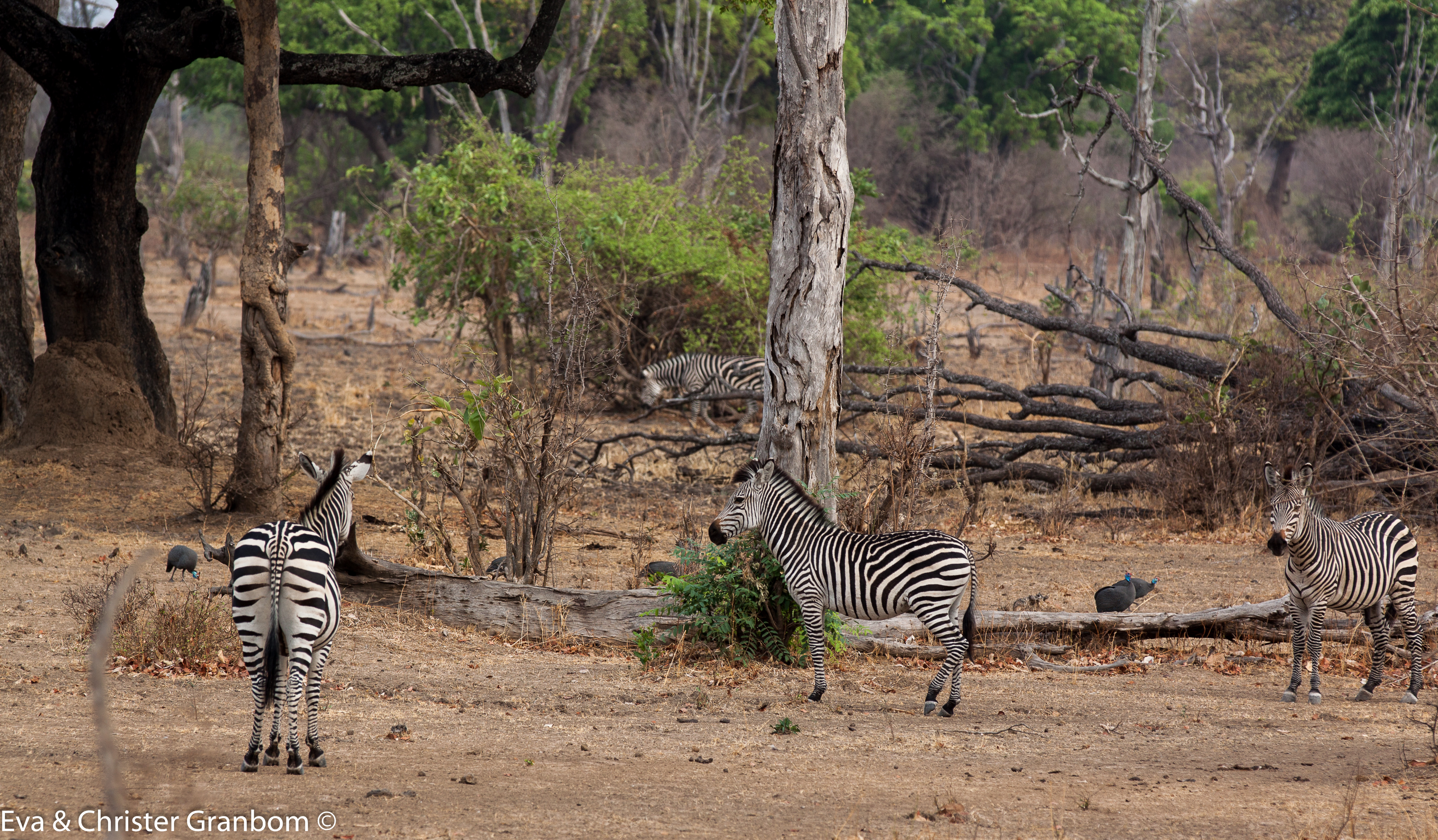 Crawshay zebra med lite pärlhöns i bakgrunden