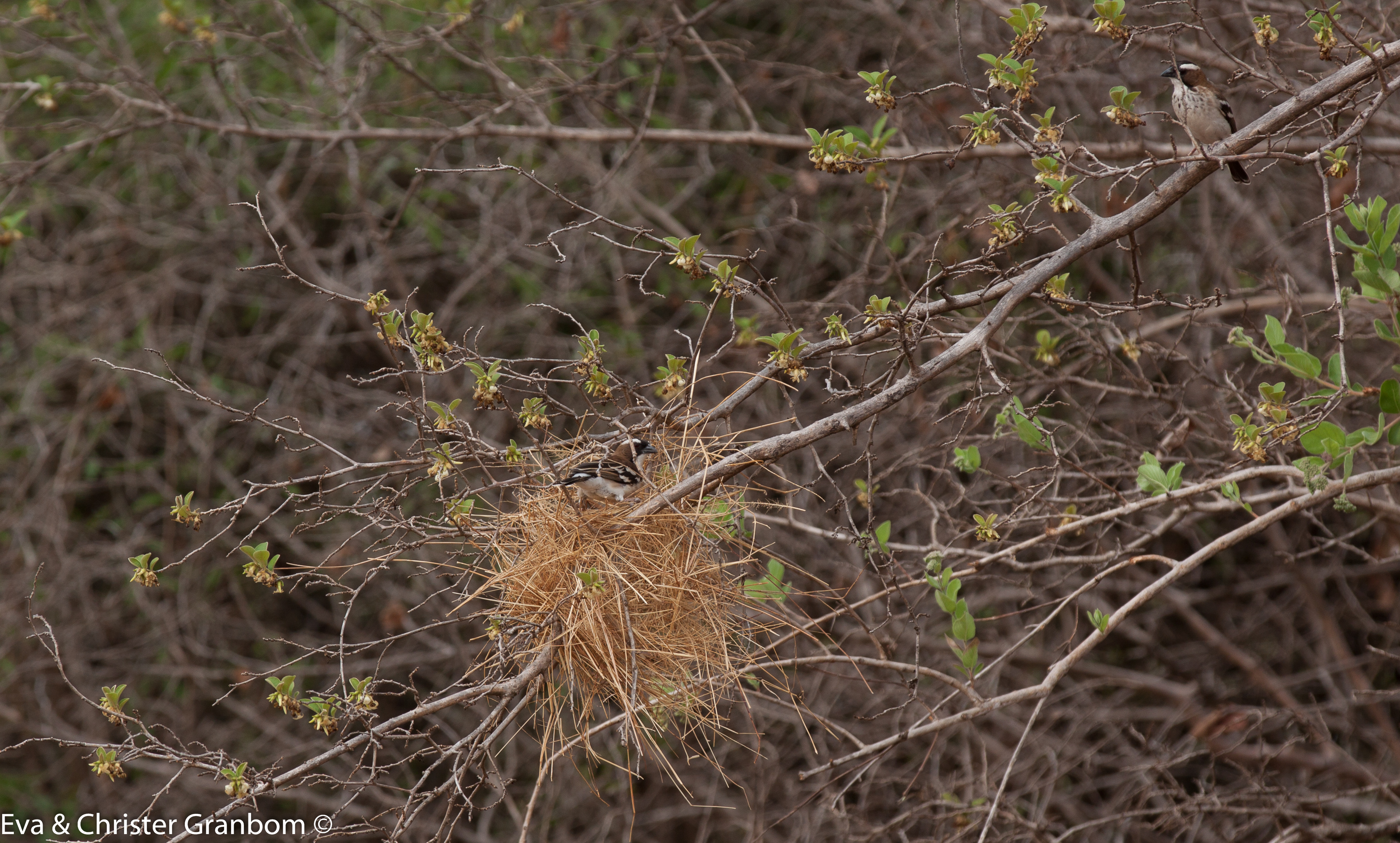 Vitbrynad sparvvävare - White-browed Sparrow-Weaver
