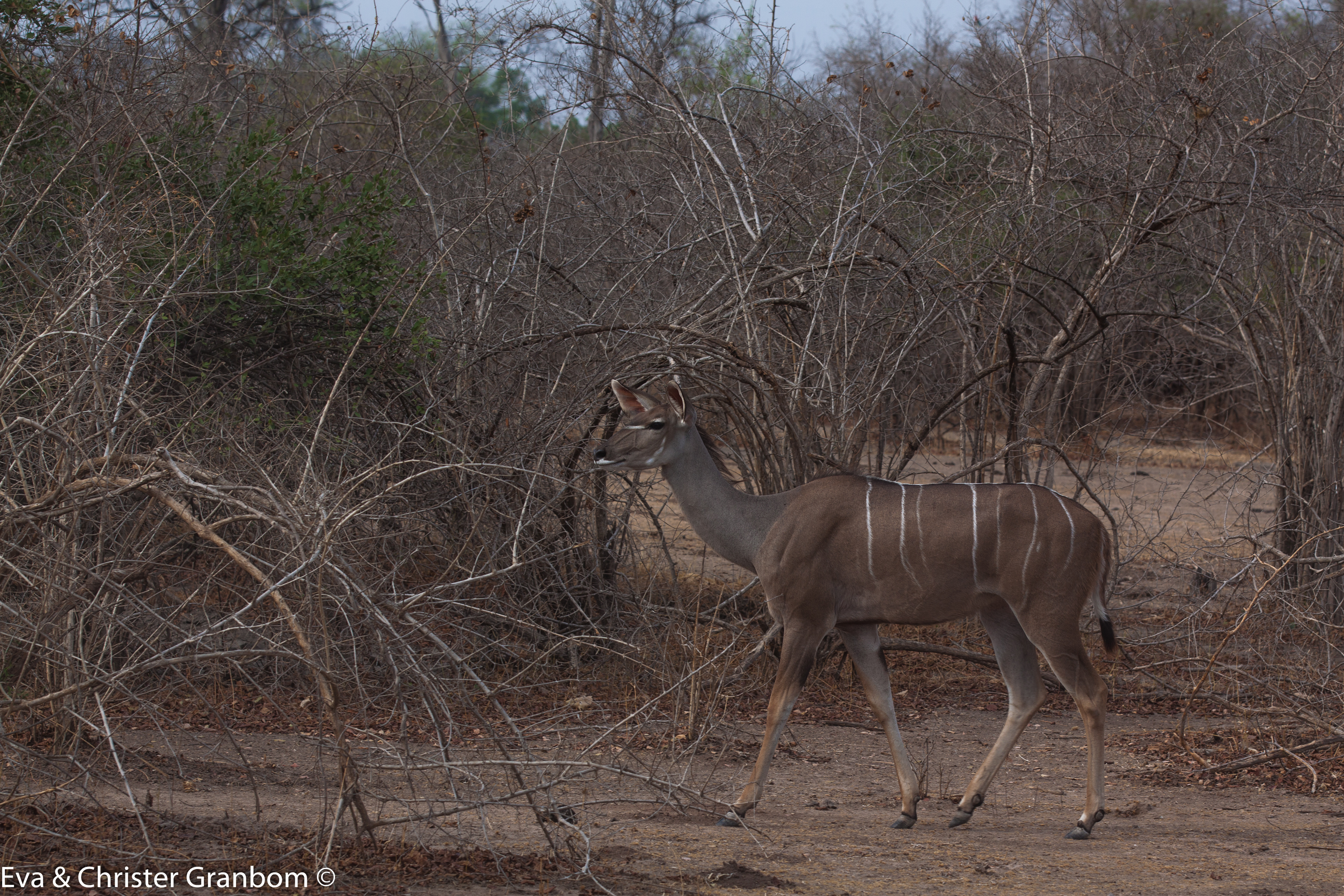 Större kudu - Greater kudu