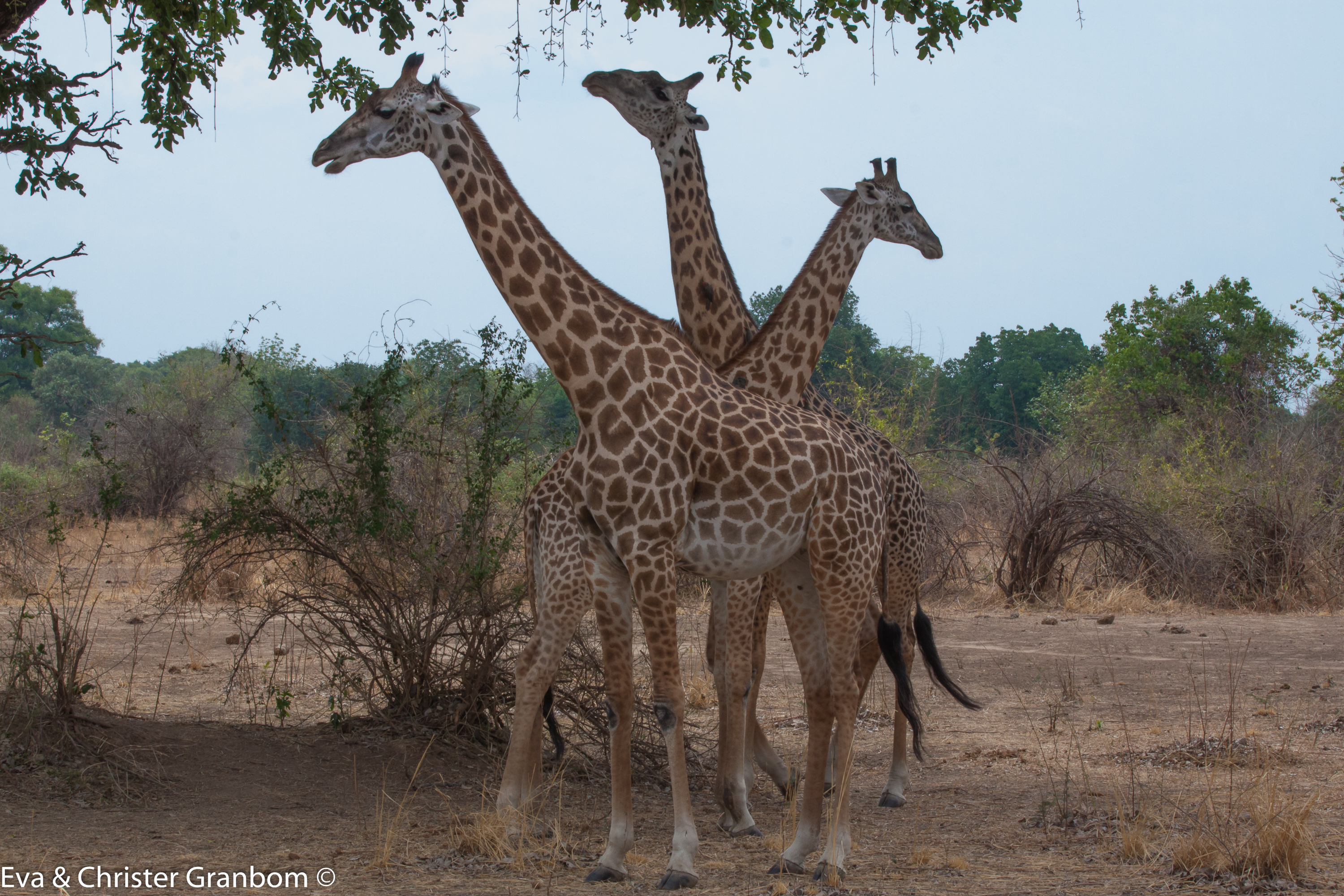 Thornicroft’s giraffe