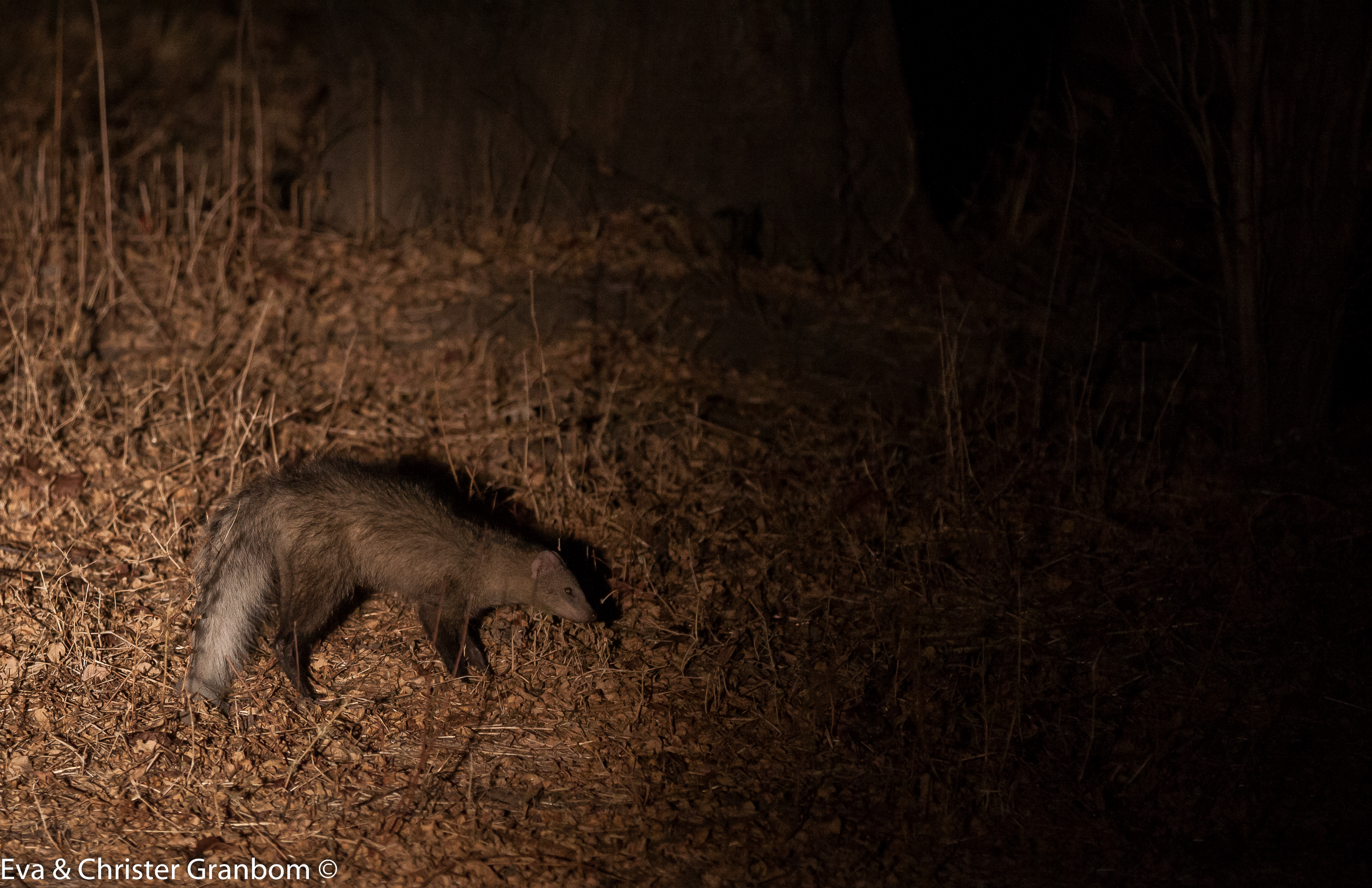 White-tailed mongoose