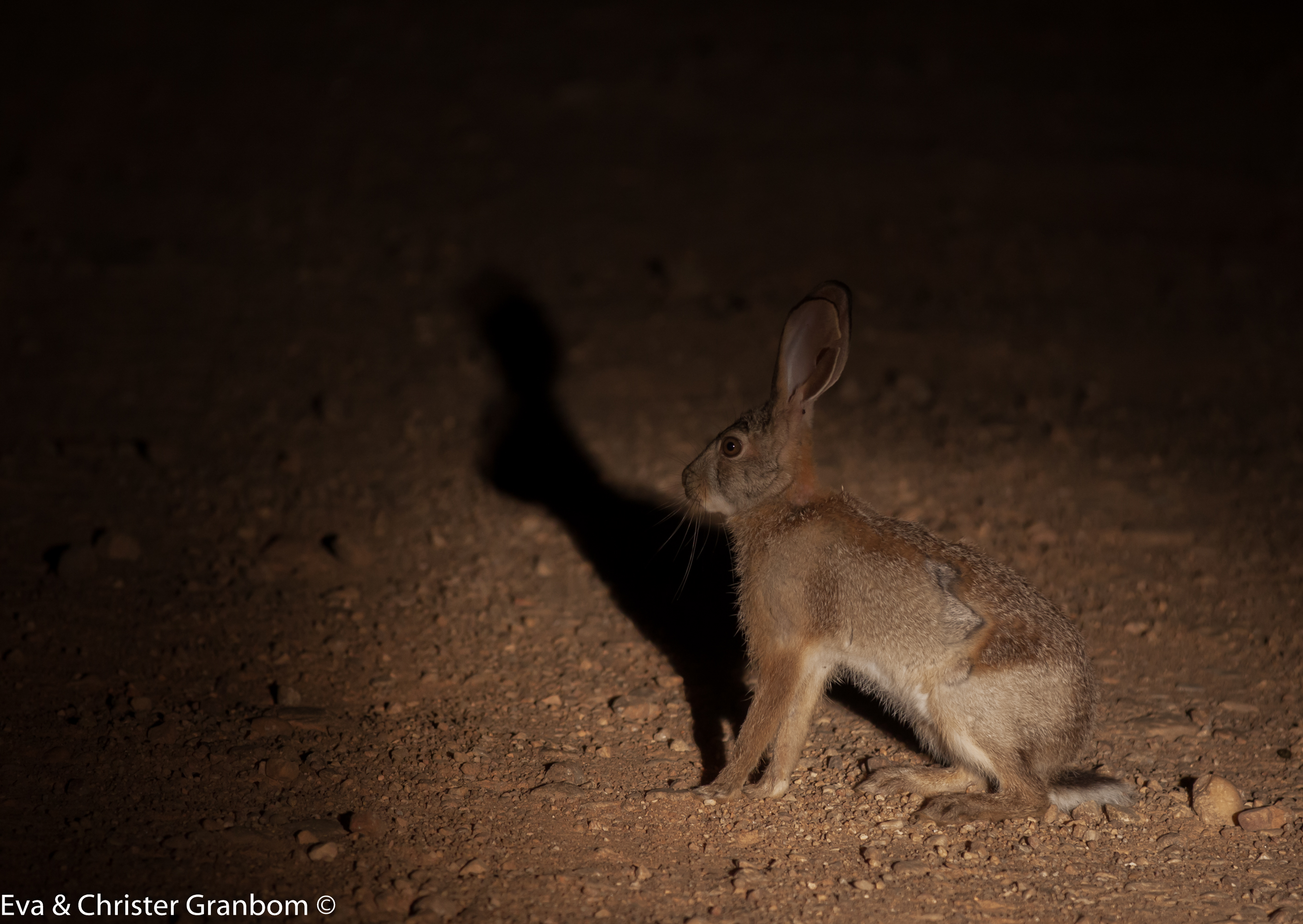 Afrikansk hare